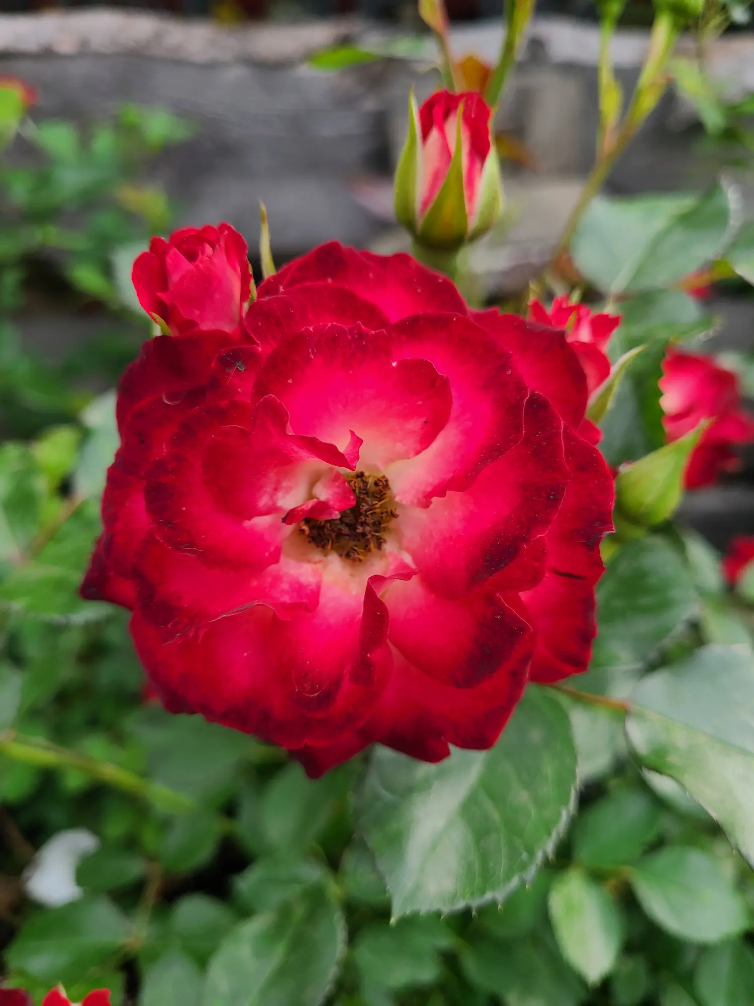 Featured image for “Never Alone Rose”