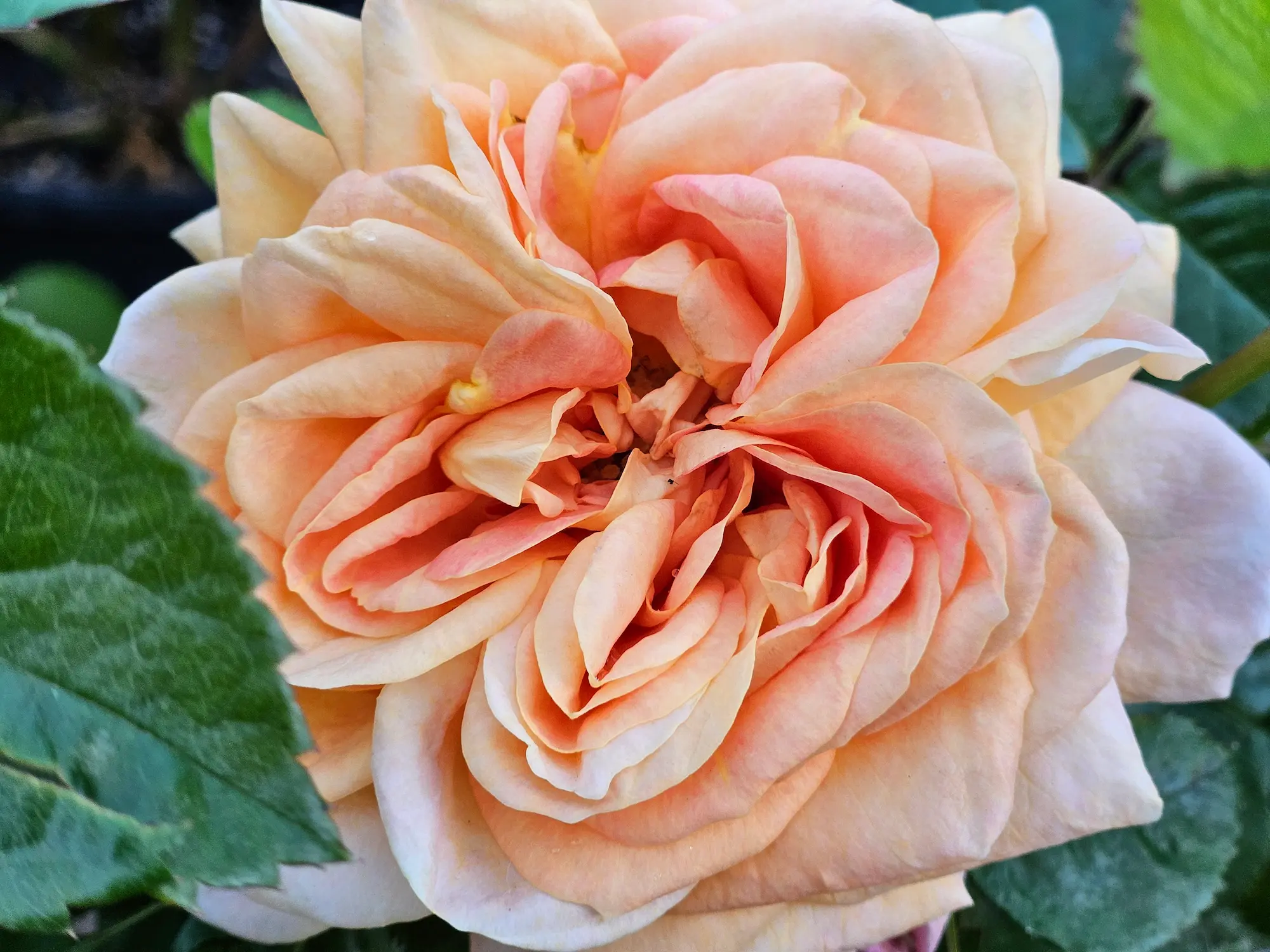 Olds College Rose - Prairie Gardens