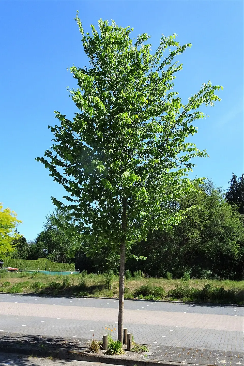 Featured image for “Patmore Elm”