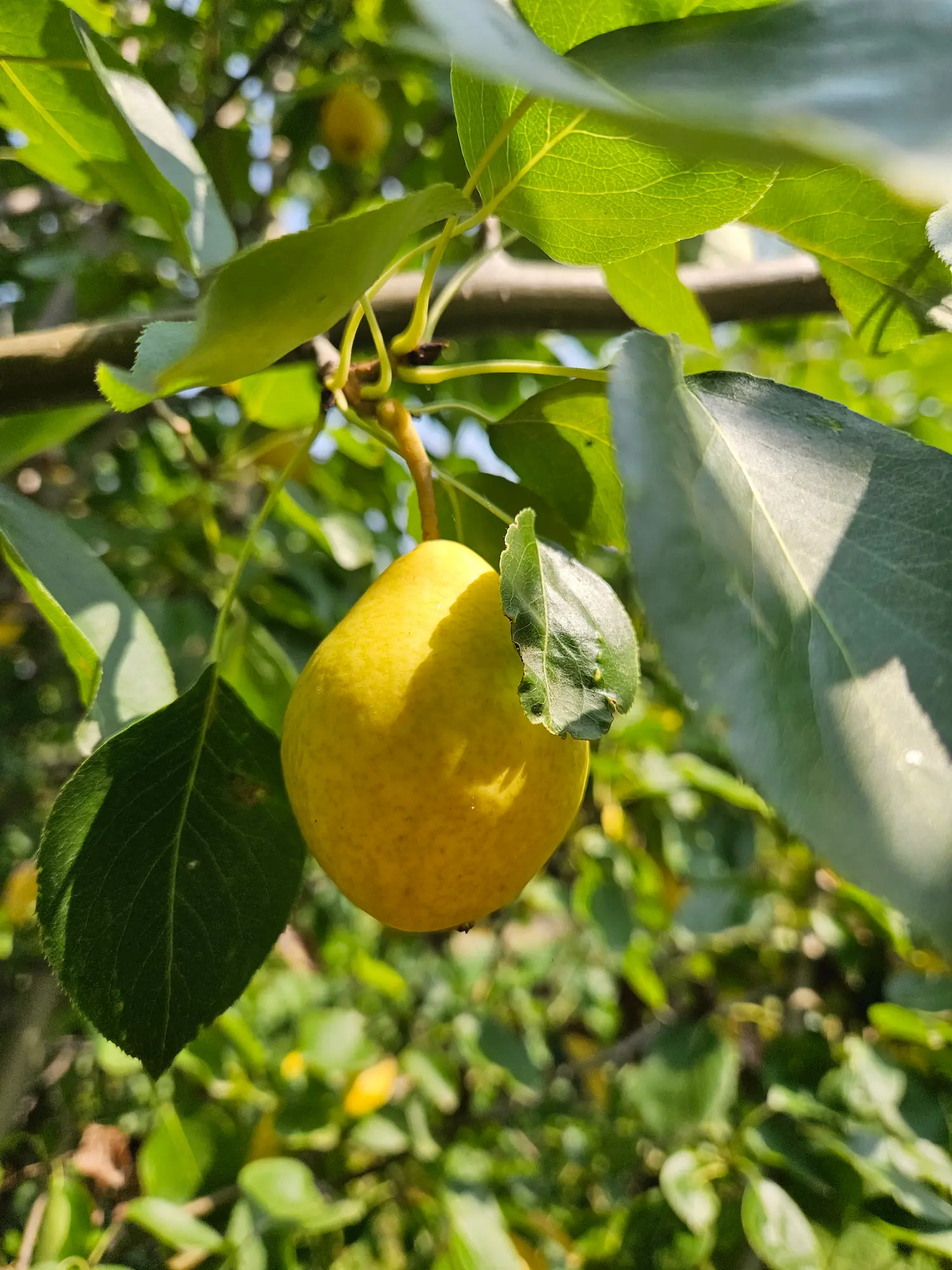 Featured image for “Paul’s Golden Pear”