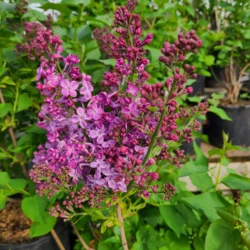 Lilacs
