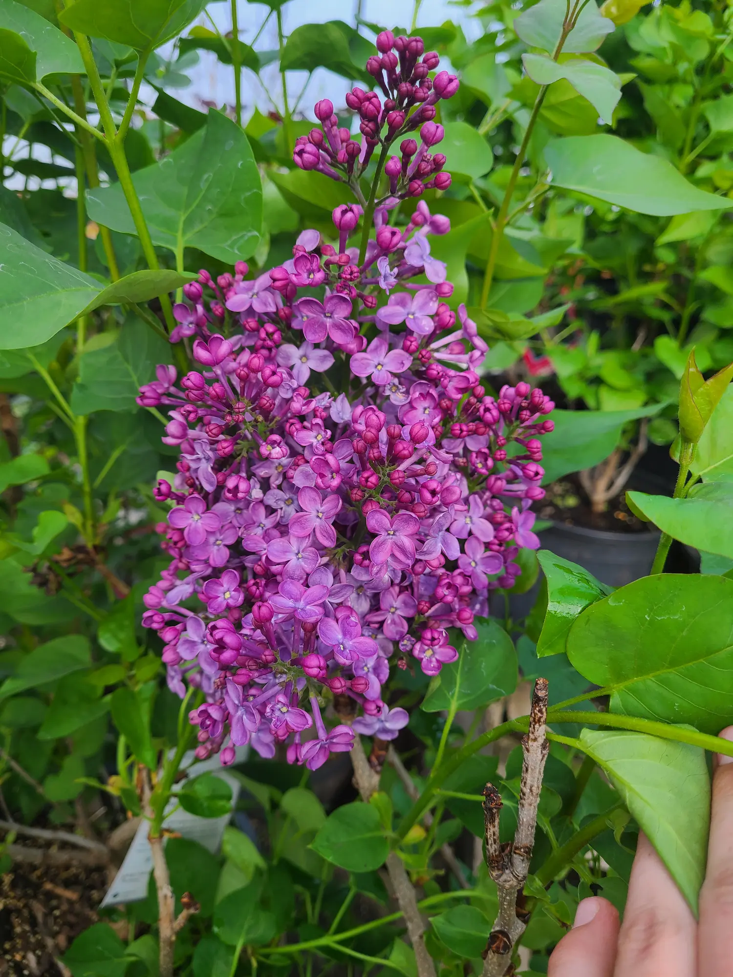 Featured image for “Pocahontas Lilac”
