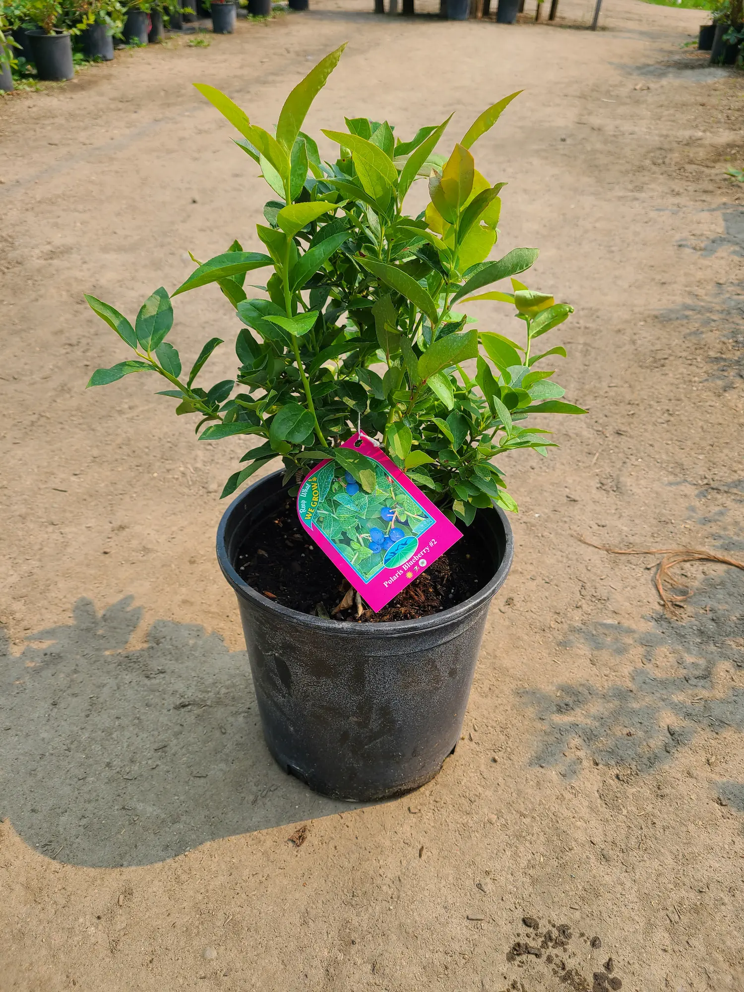 Featured image for “Polaris Blueberry”