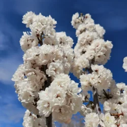 Flowering Plum