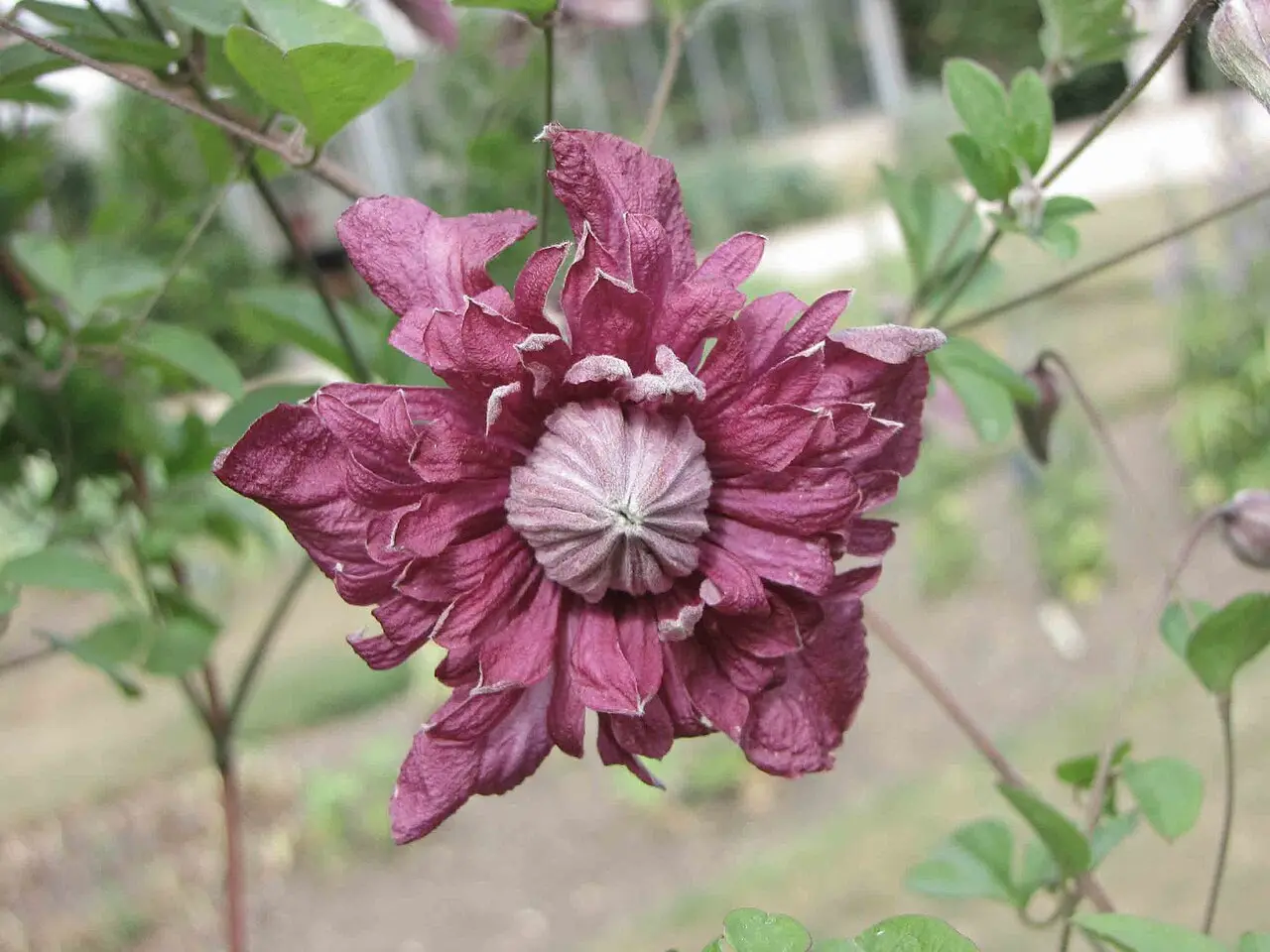 Featured image for “Purpurea Plena Elegans Clematis”