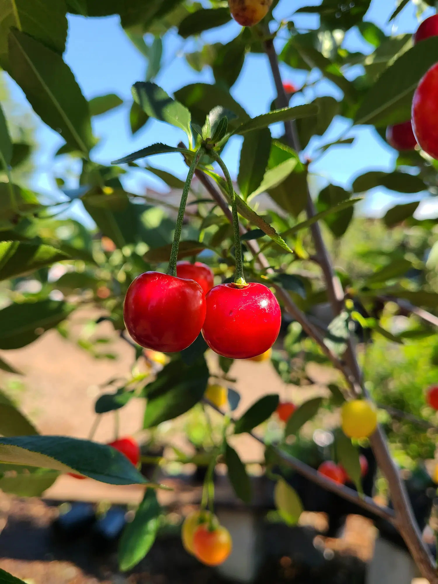 Featured image for “Valentine Cherry”