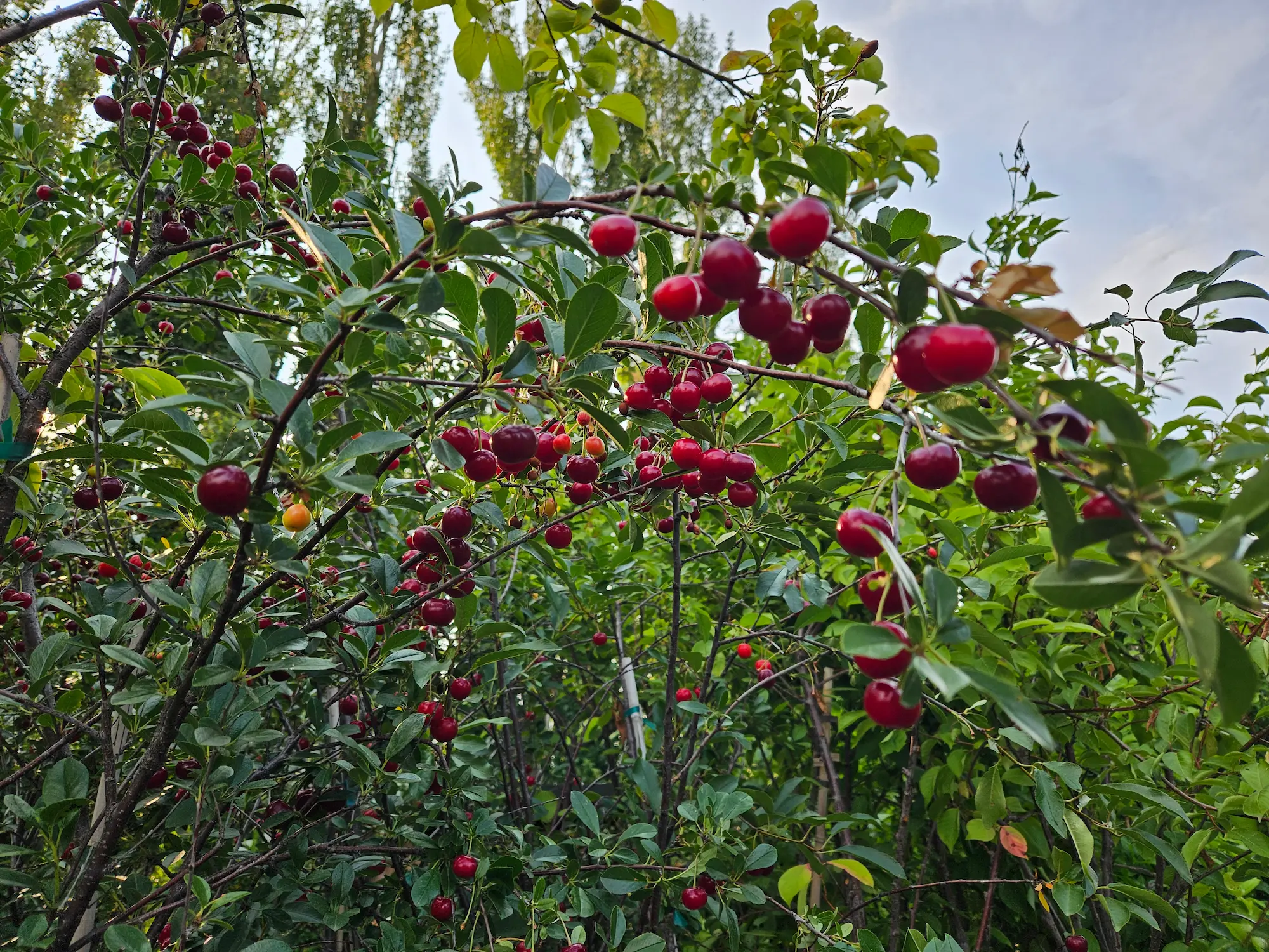 Featured image for “Romeo Cherry”