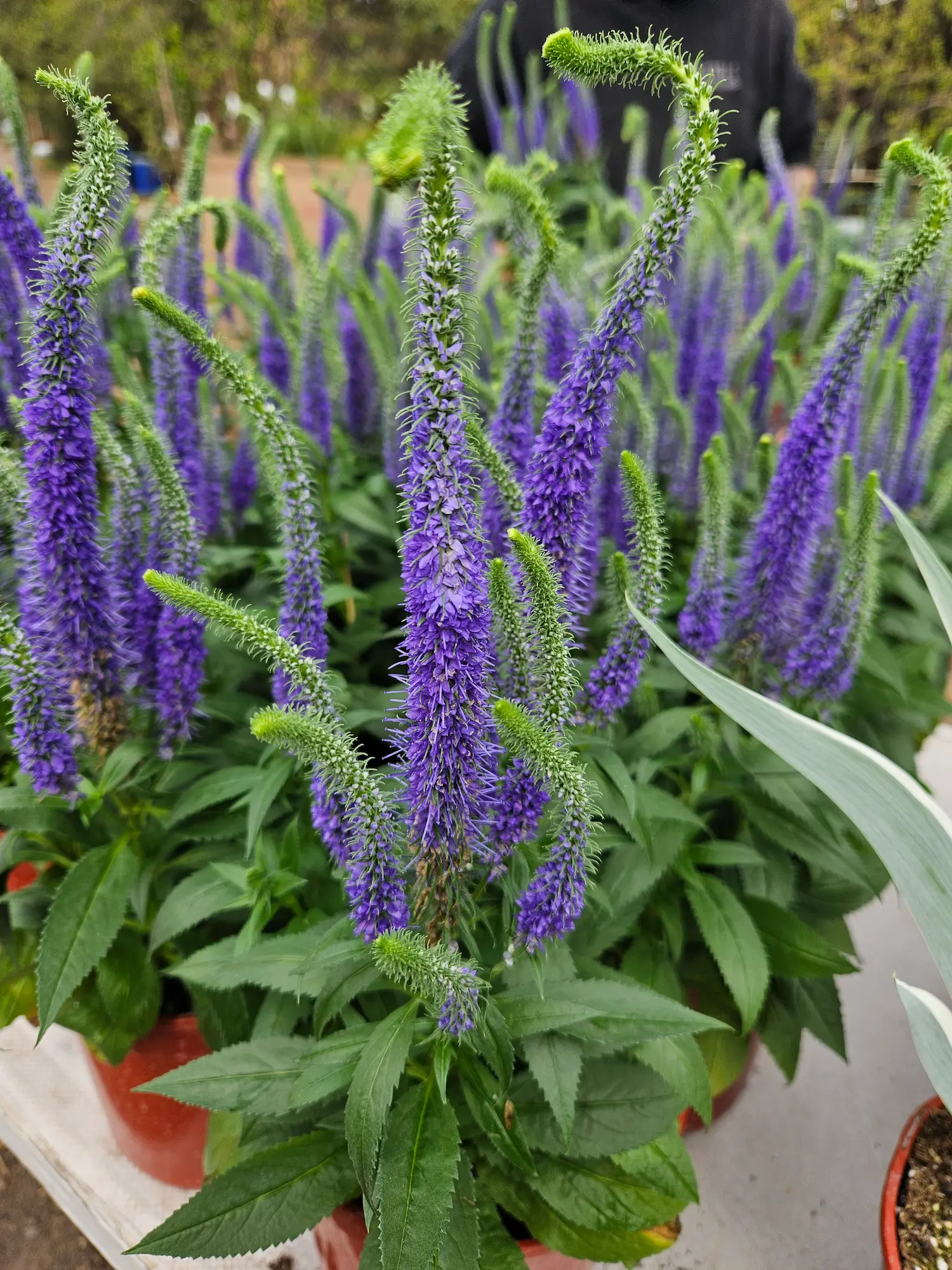 Featured image for “Royal Candles Speedwell”