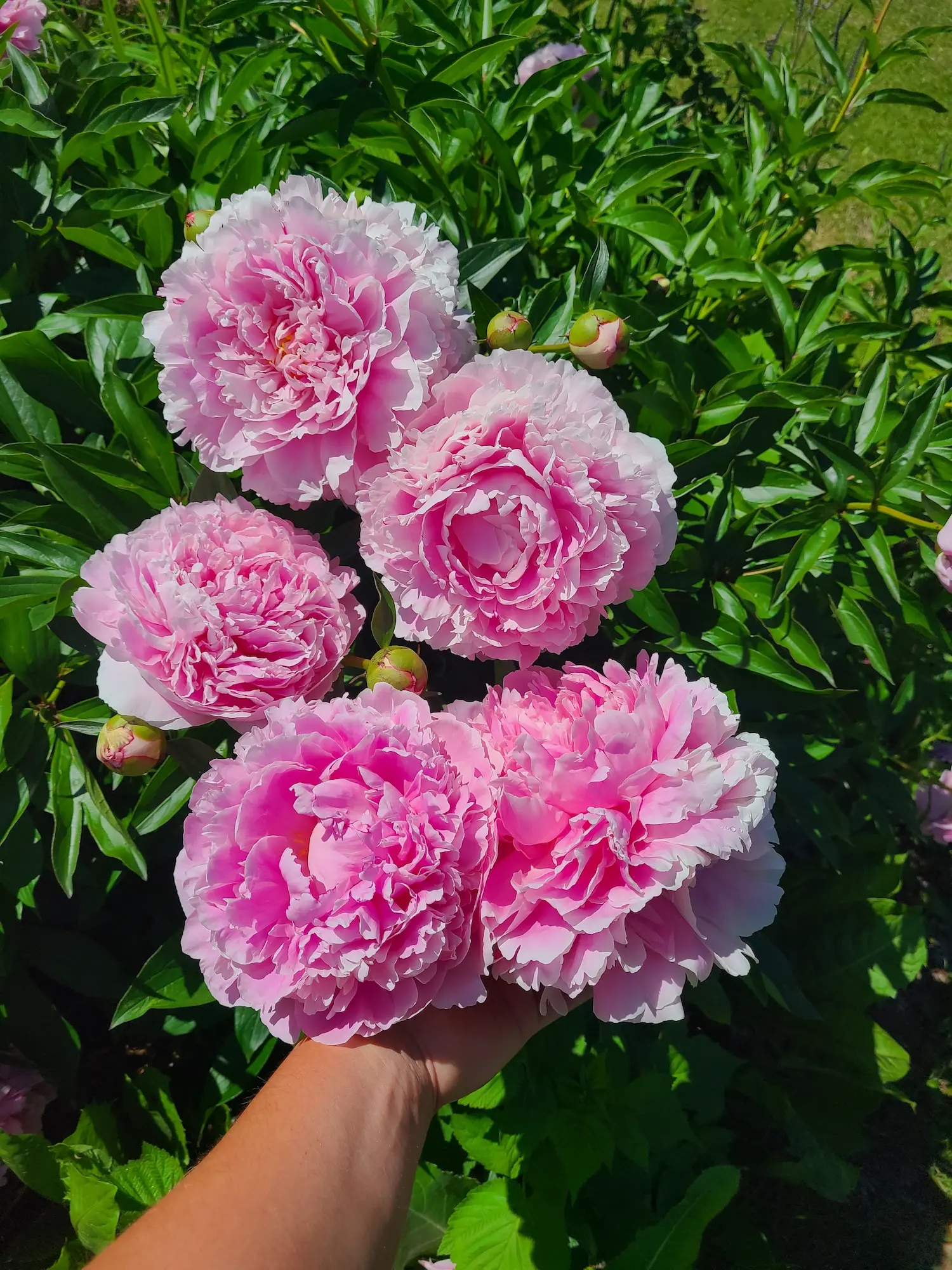 Featured image for “Sarah Bernhardt Peony”