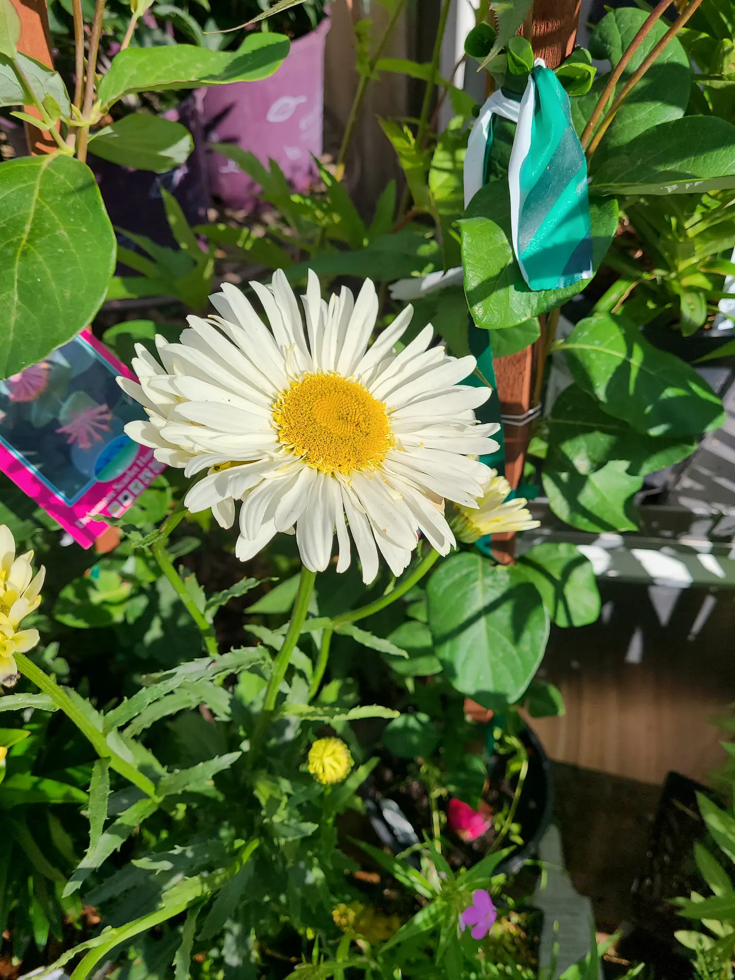 Becky Shasta Daisy - Image 2