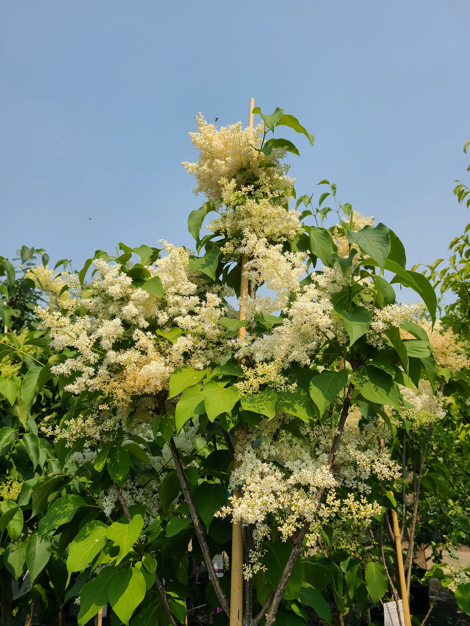 Featured image for “Signature™ Japanese Tree Lilac”