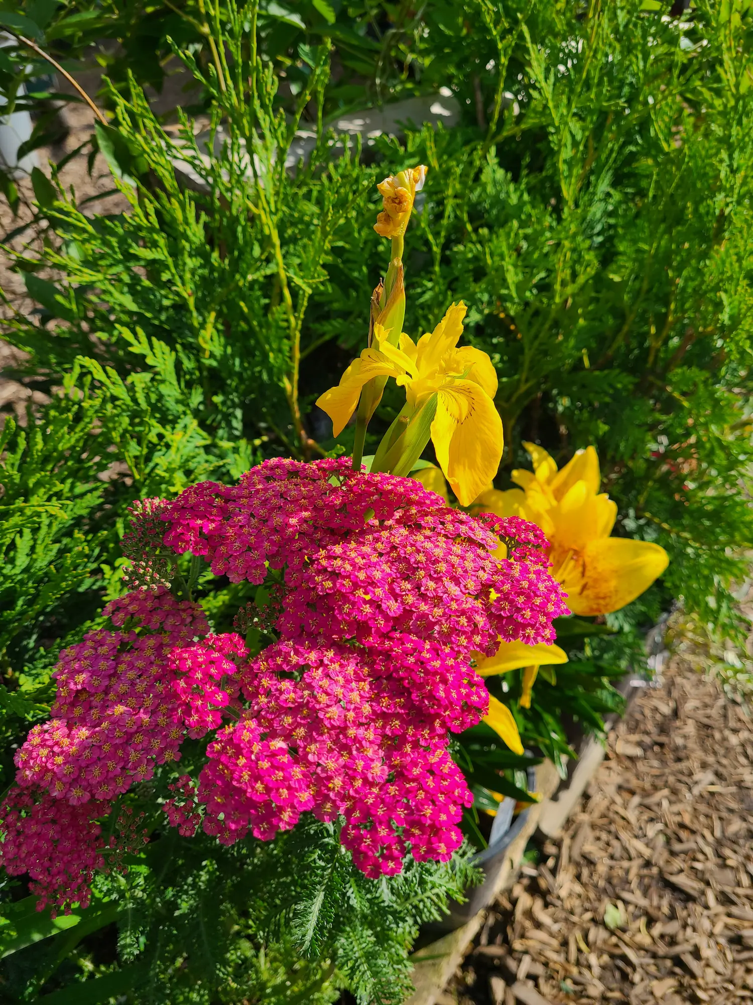 Yarrow Summer Pastels - Image 2