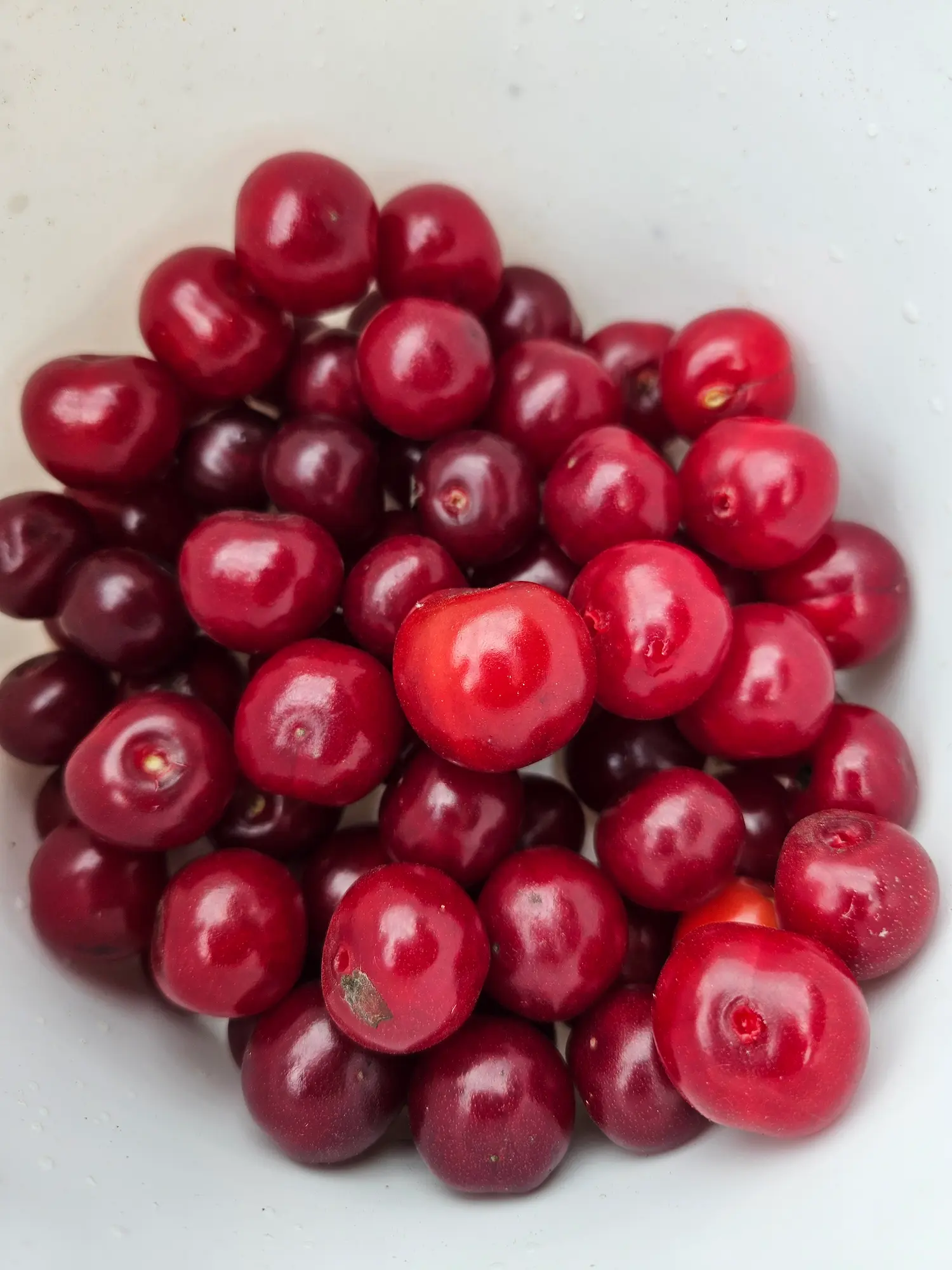 Featured image for “Sweet Thing Sour Cherry”