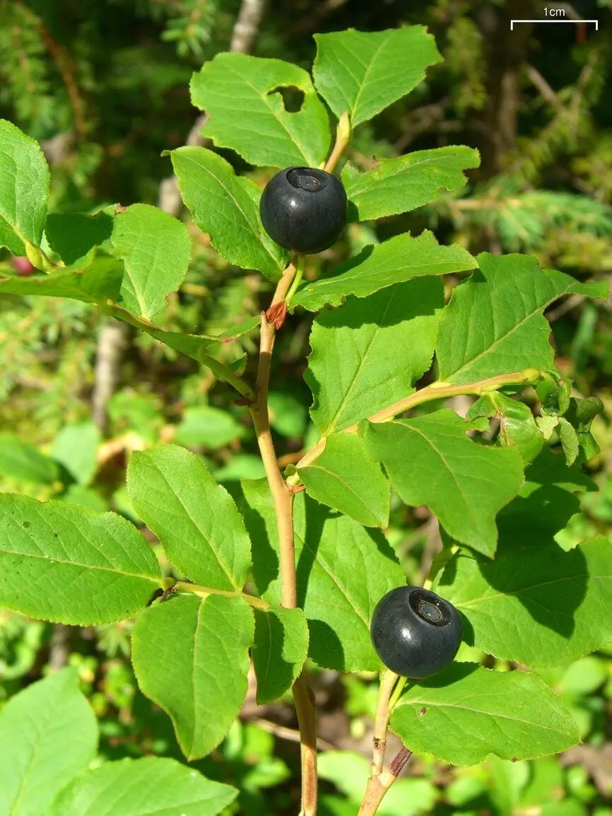 Featured image for “Black / Thinleaf Huckleberry”