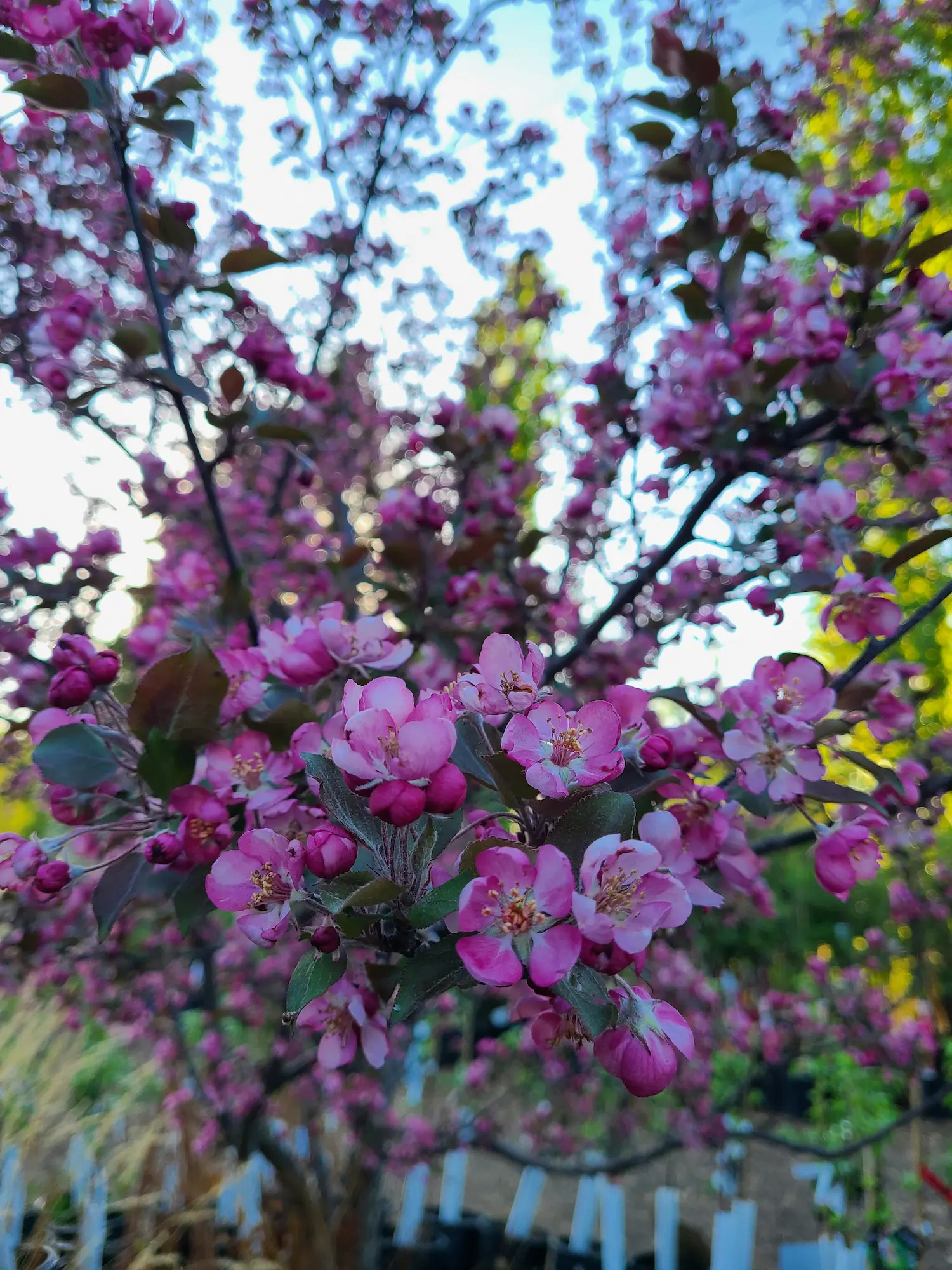 Thunderchild Flowering Crabapple
