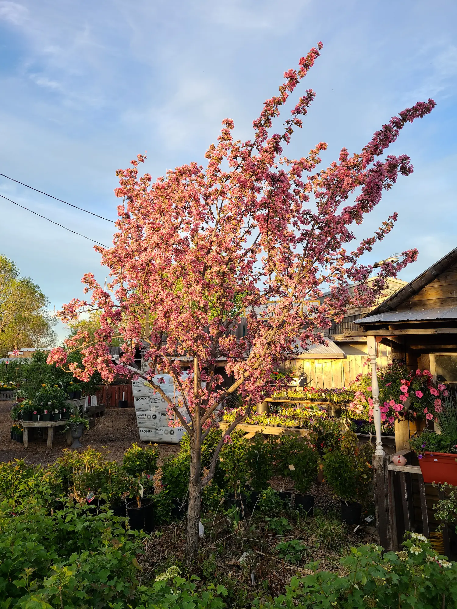 Thunderchild Flowering Crabapple - Image 2