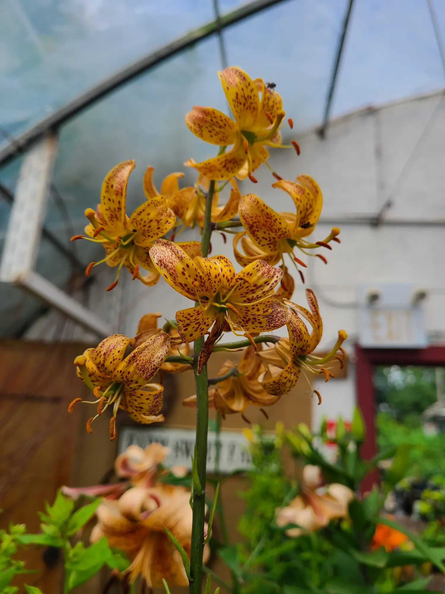 Featured image for “Tiger Babies Tiger Lily”