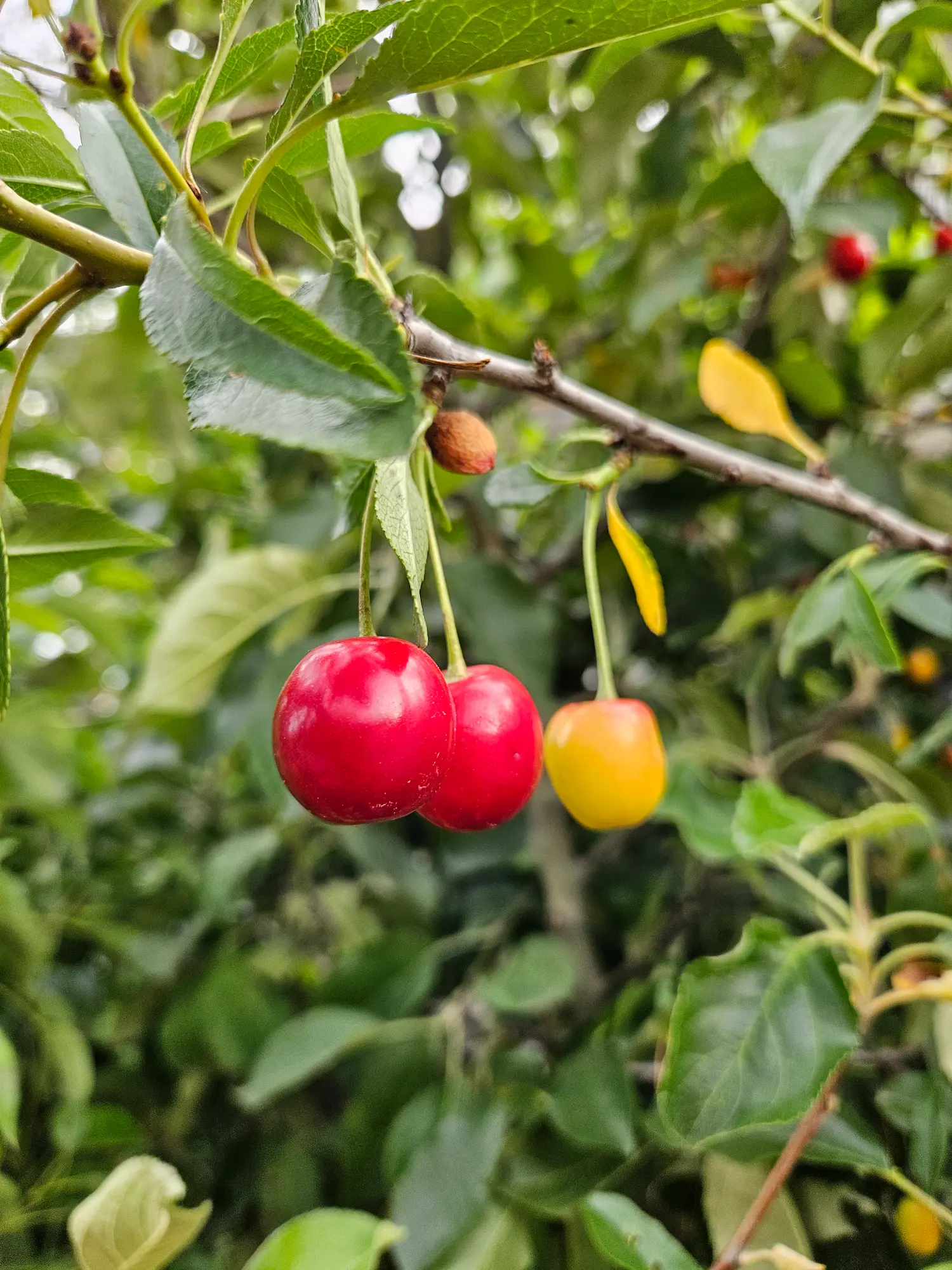 Evans Sour Cherry - Image 2