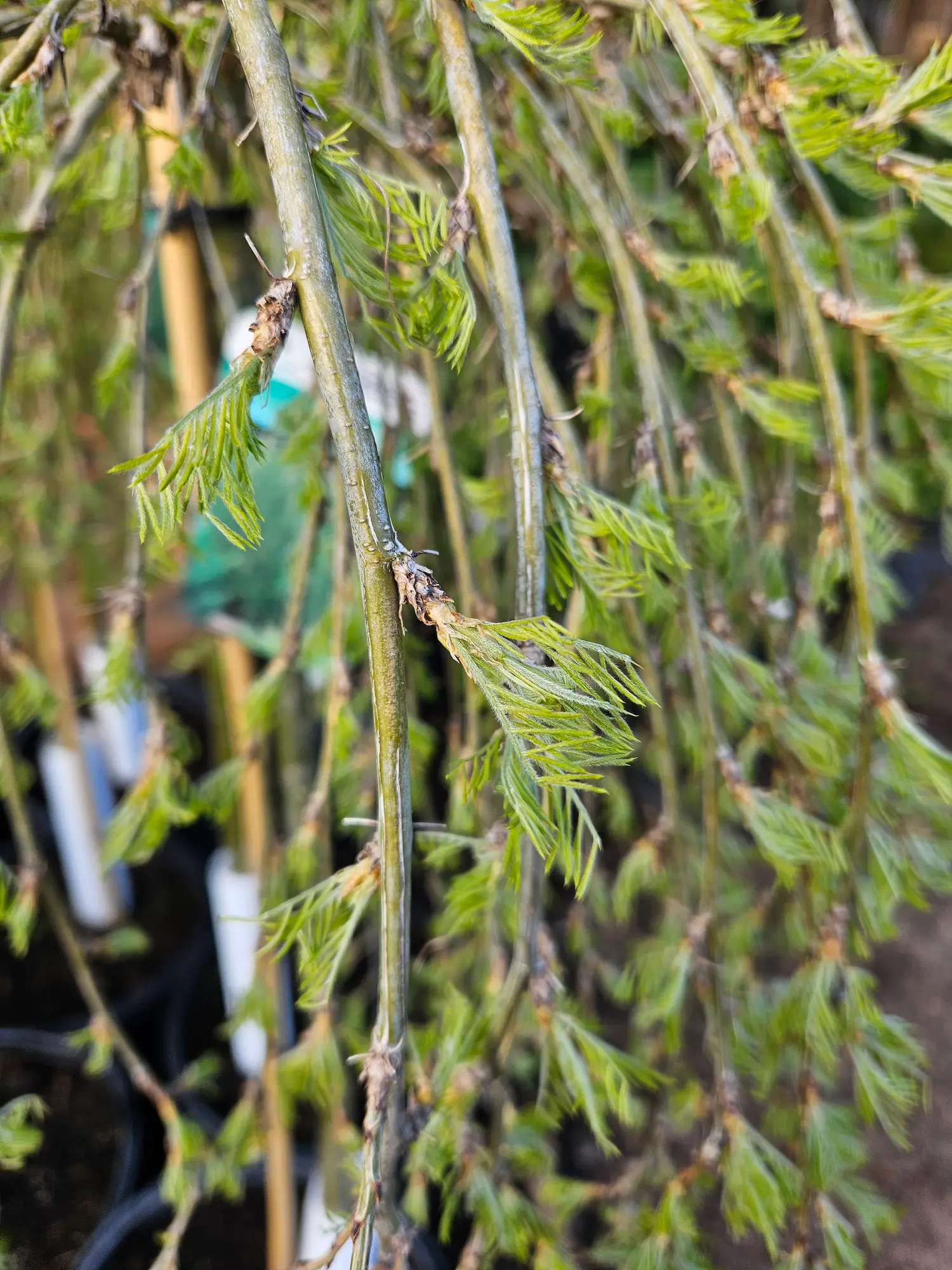 Walker Caragana Tree-Form - Image 2