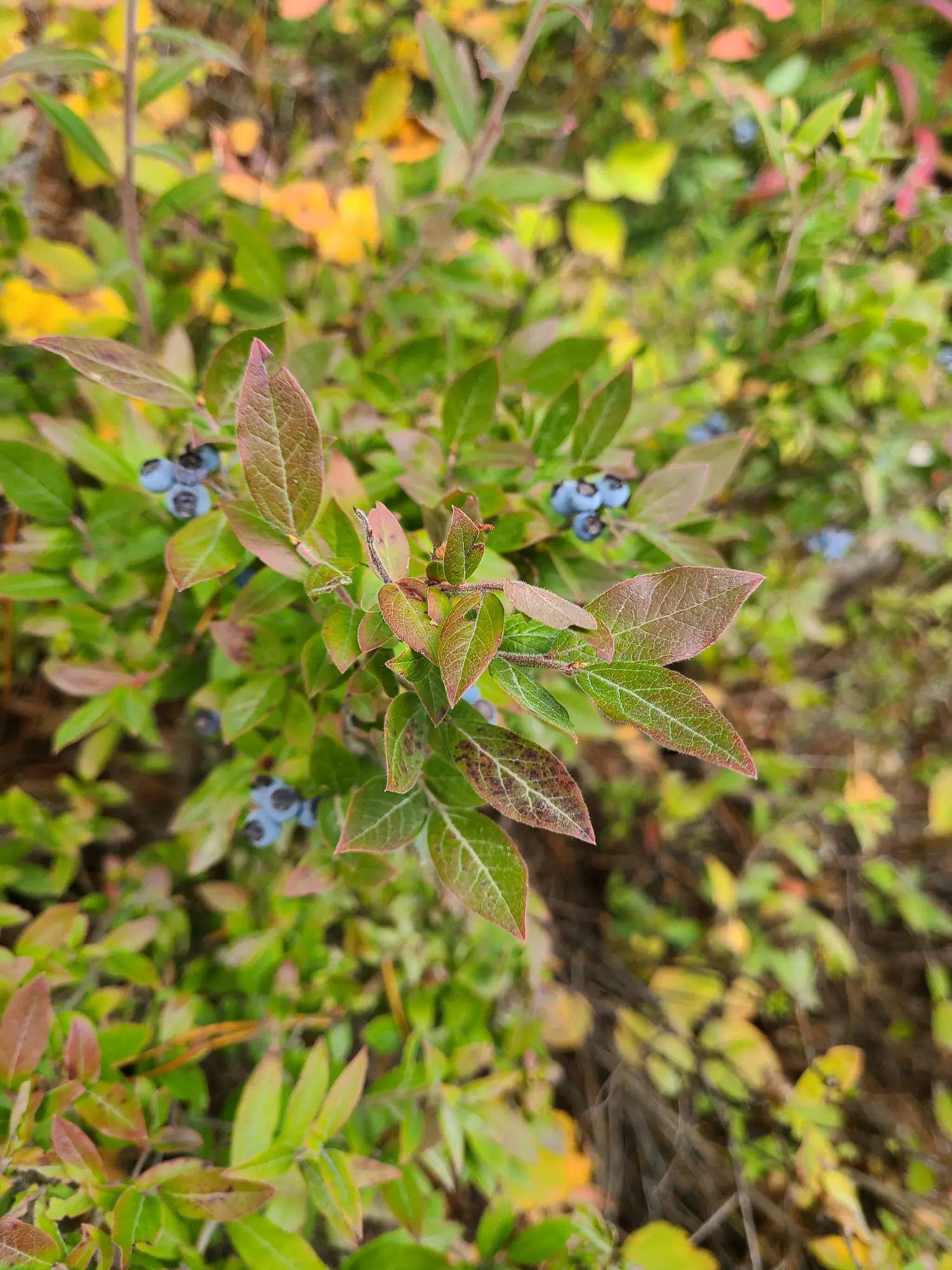 Featured image for “Native Blueberry”