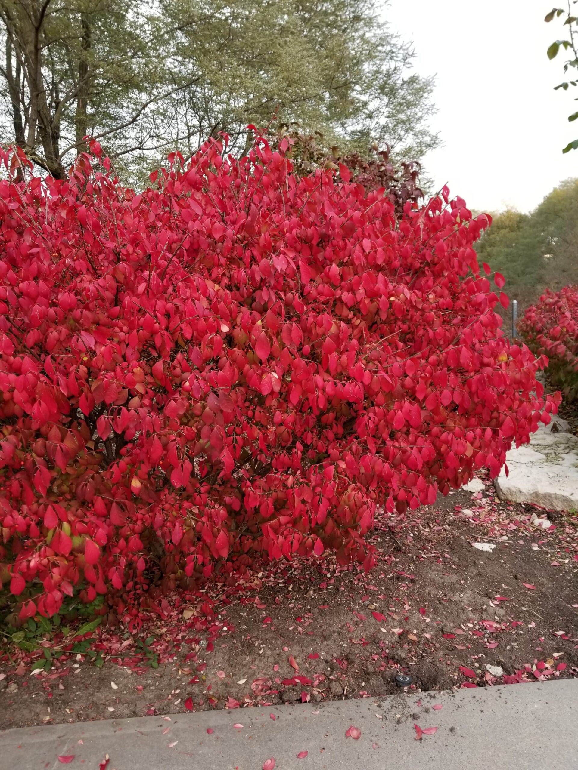 Featured image for “Fire Ball® Burning Bush”