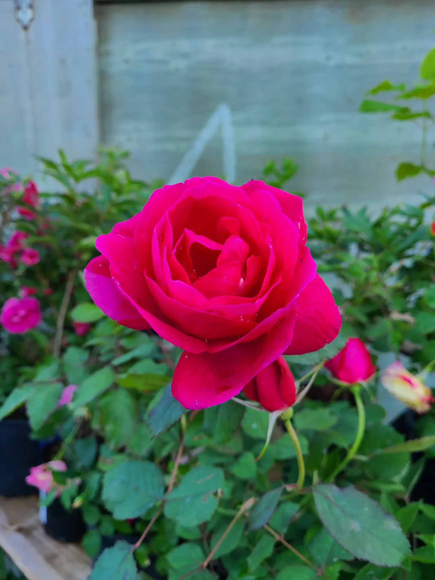 Winnipeg Parks Rose - Image 3