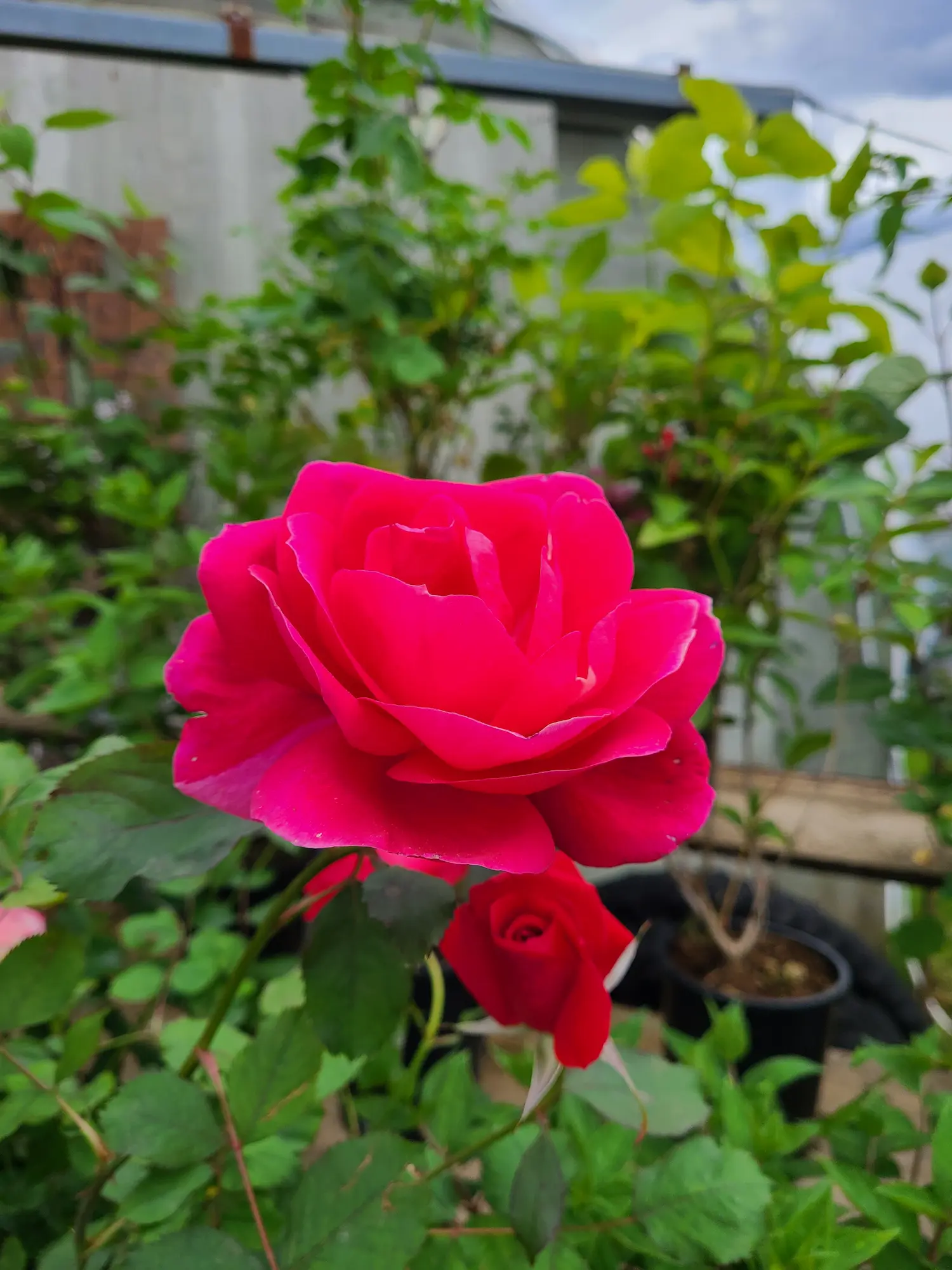 Featured image for “Winnipeg Parks Rose”