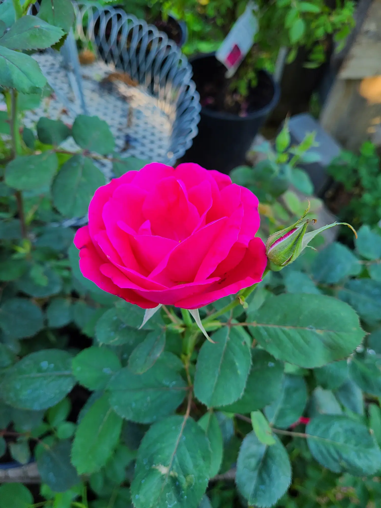 Winnipeg Parks Rose - Image 2