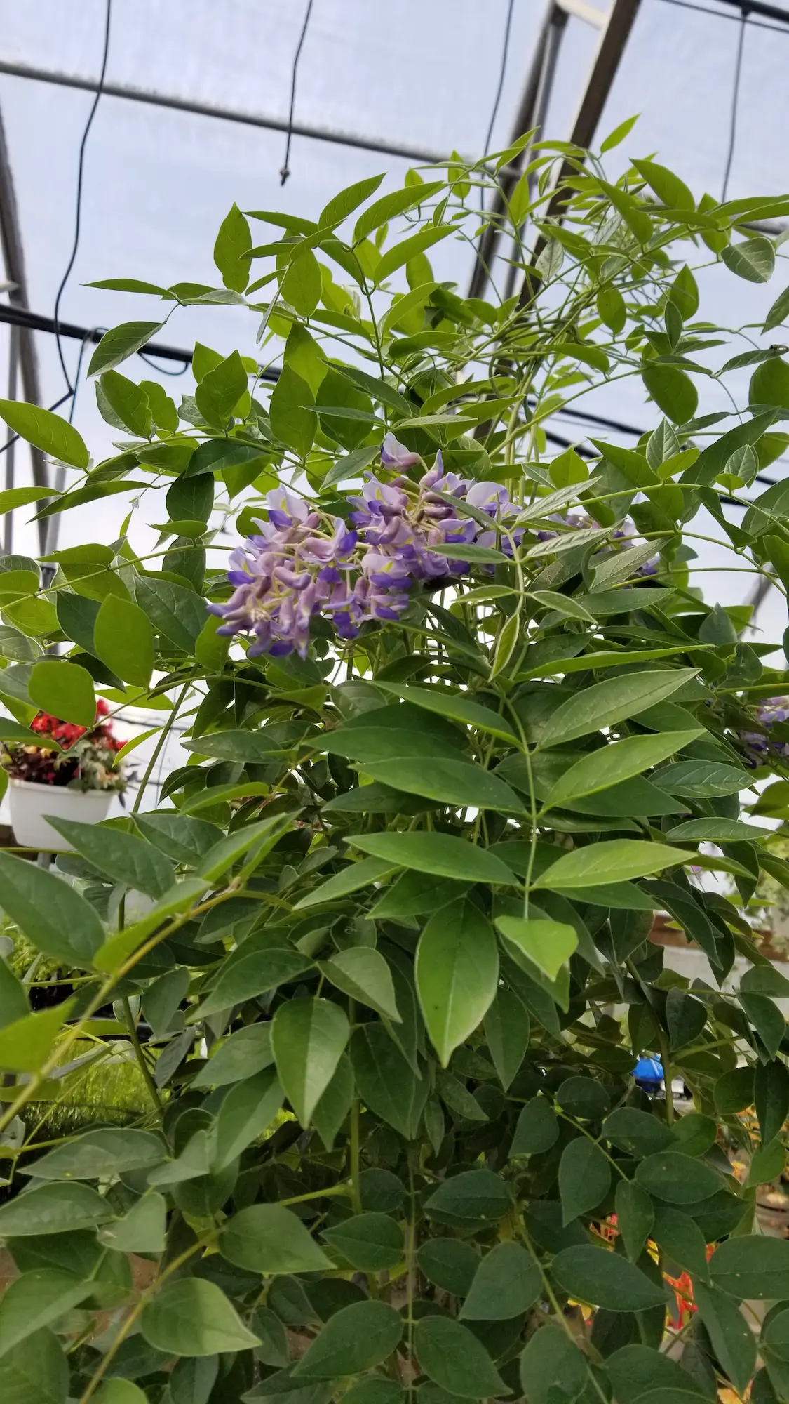 Blue Moon Wisteria - Image 2