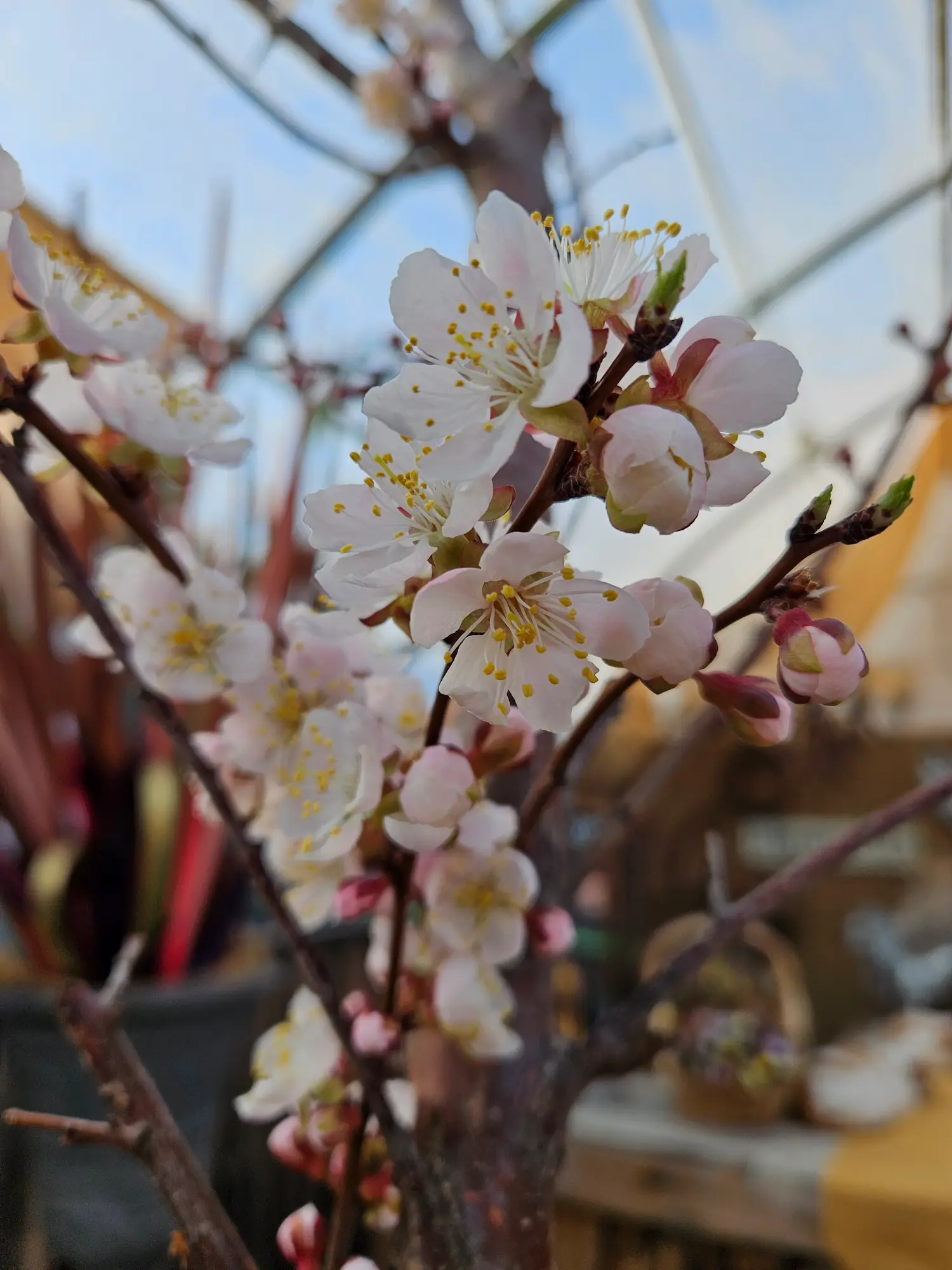 Featured image for “Manchurian Apricot”