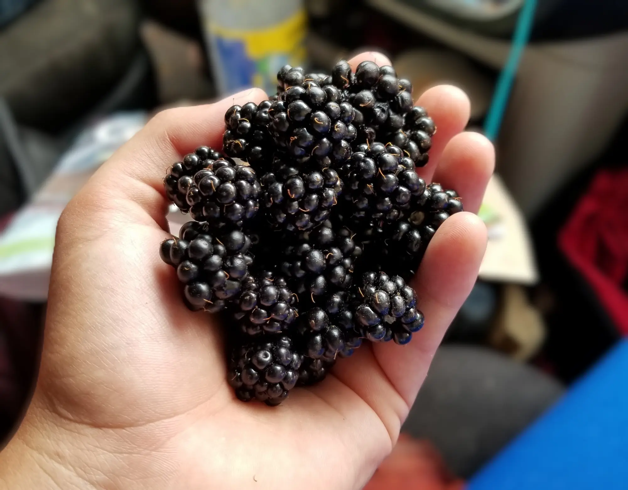 Featured image for “Hardy Black Blackberry”