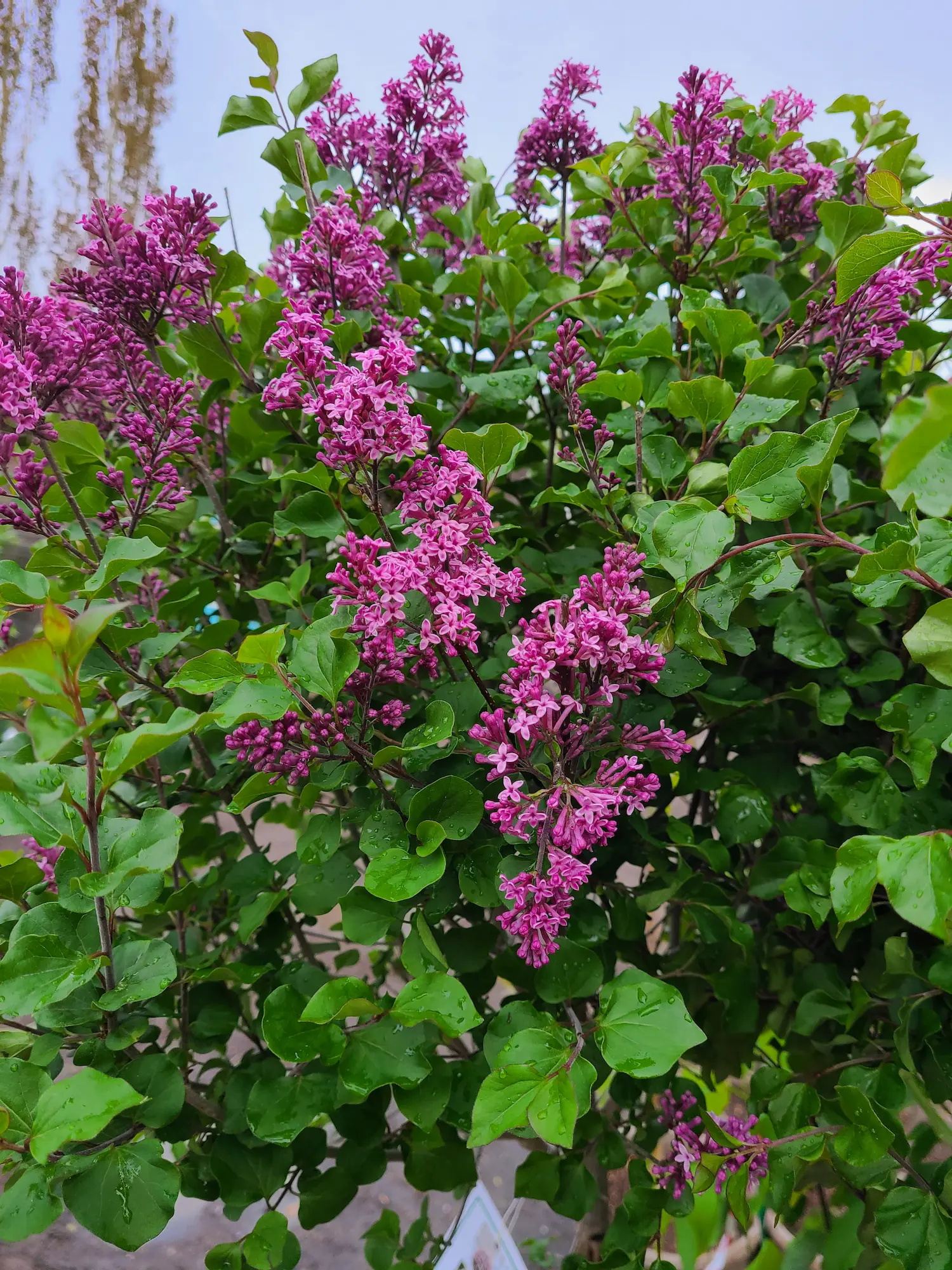 Featured image for “Bloomerang Ballet Pink Lilac”