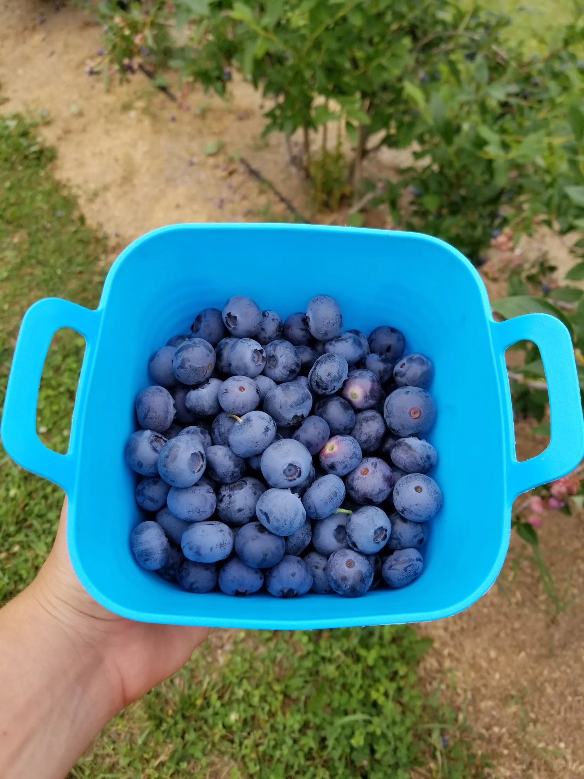 Featured image for “St. Cloud Blueberry”