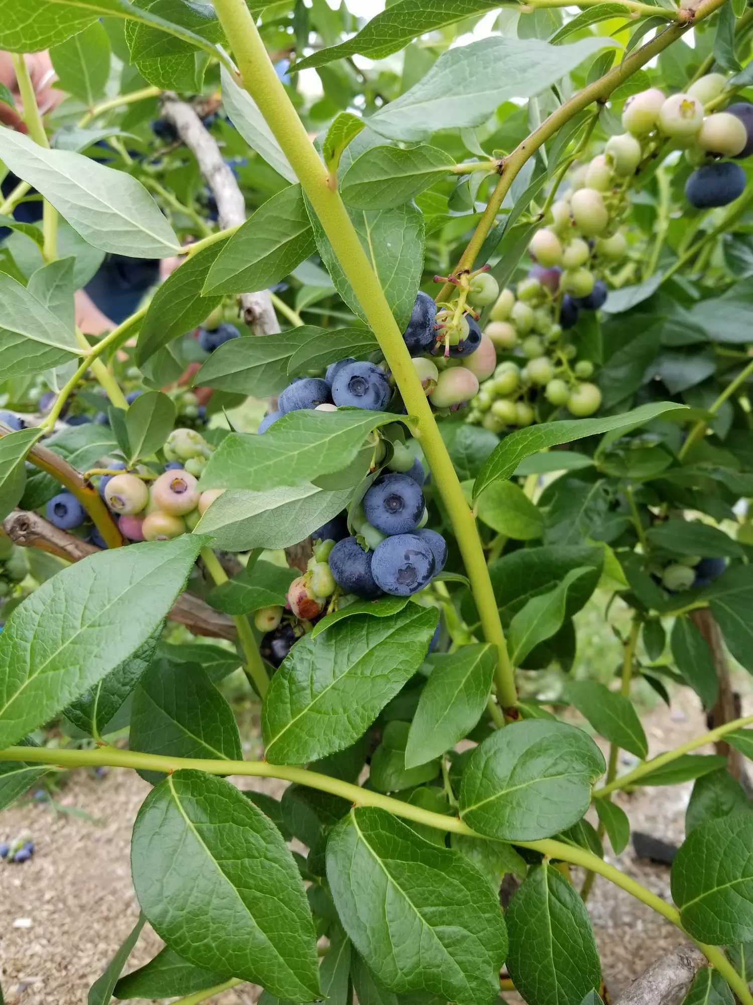 Featured image for “Chippewa Blueberry”