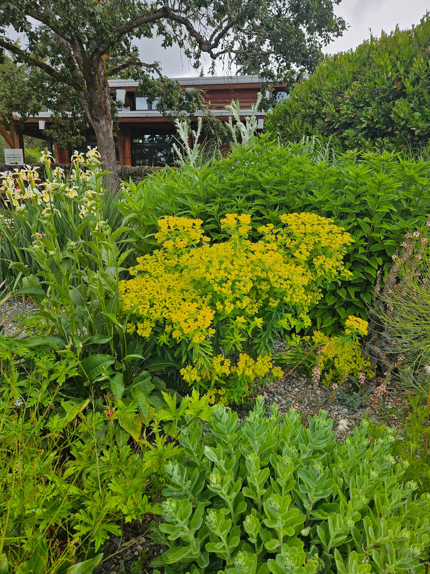 Euphorbia polychroma (Cushion Spurge)