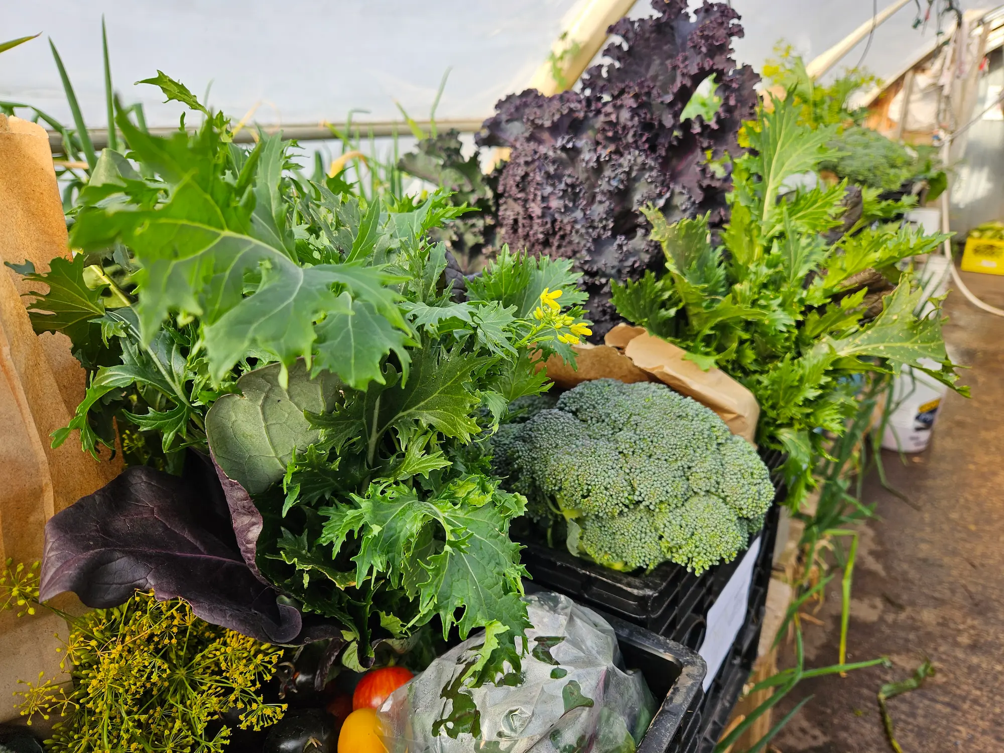 Featured image for “CSA Fall 2026”