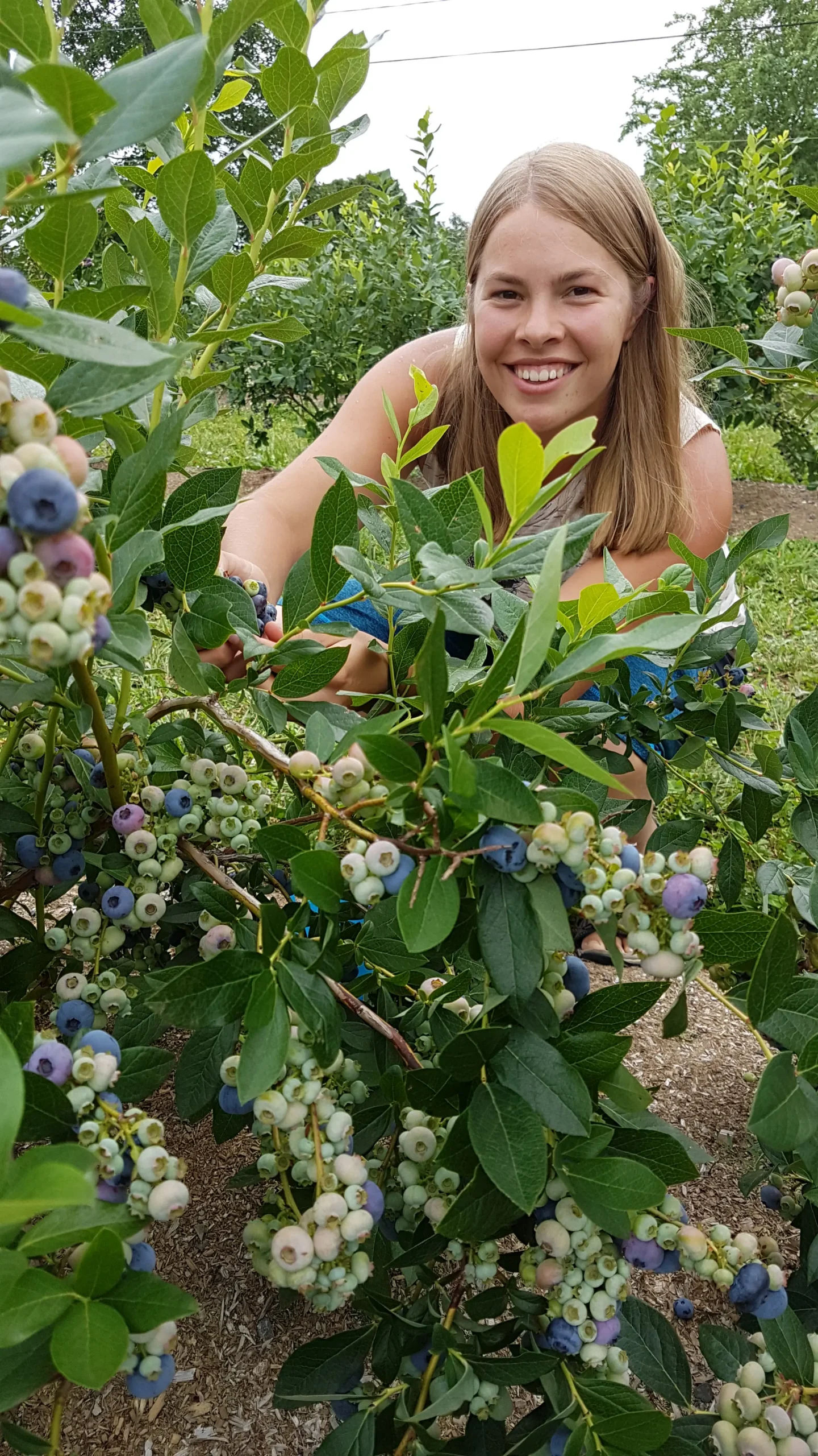 Featured image for “Combination Blueberry”