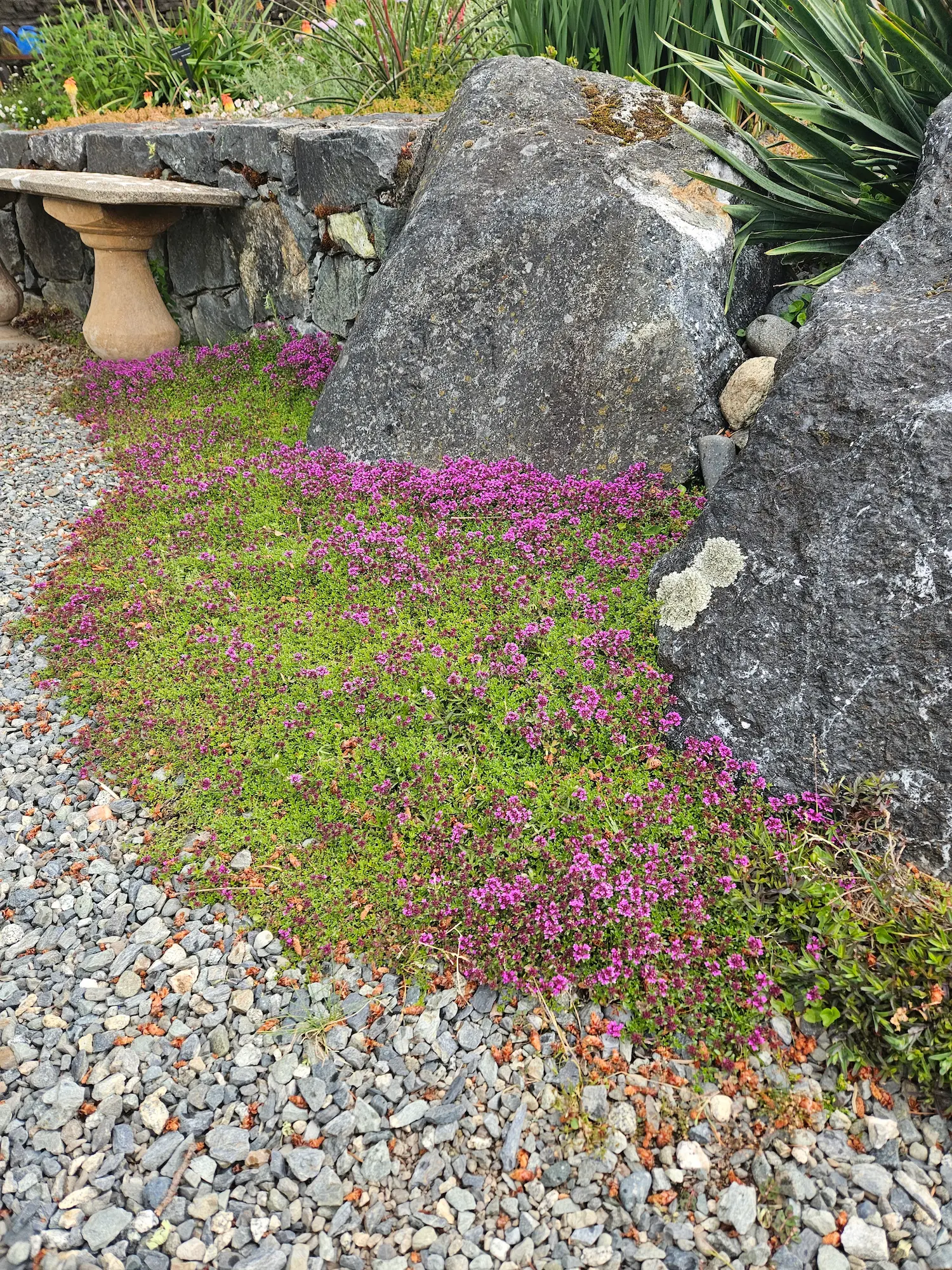 Creeping Red Thyme