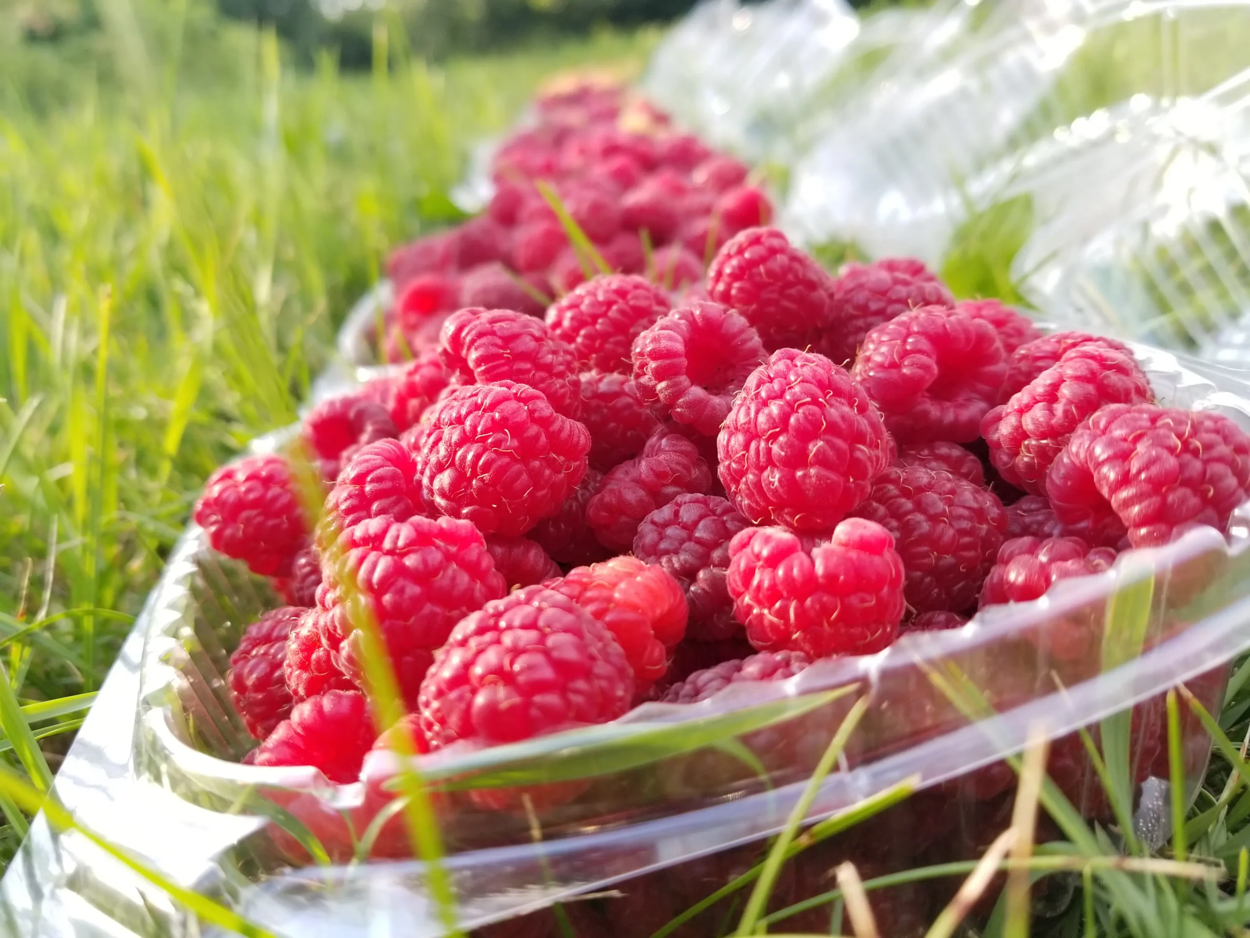 Featured image for “Pathfinder Raspberry”