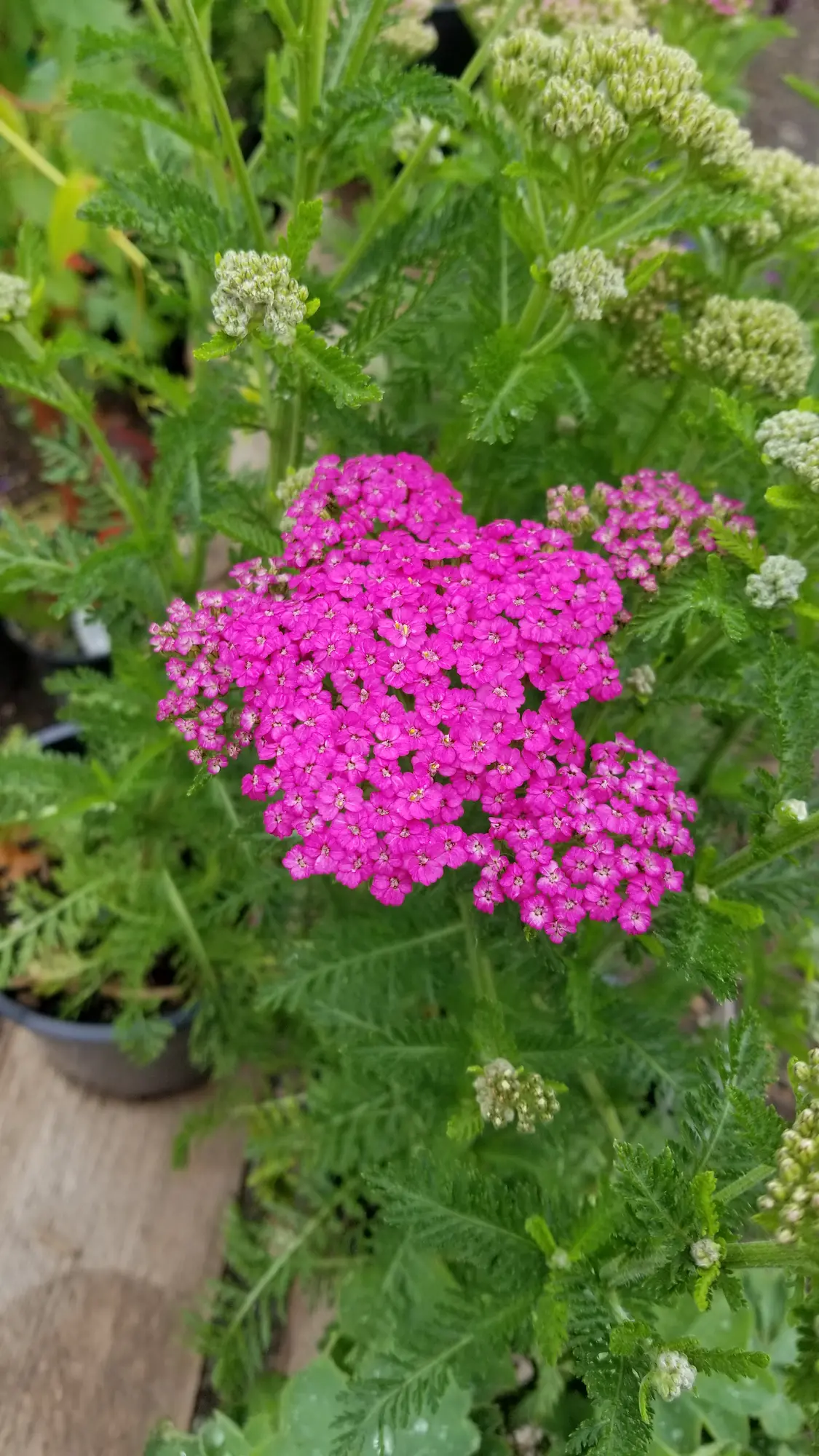 Featured image for “Yarrow Skysail Bright Pink”