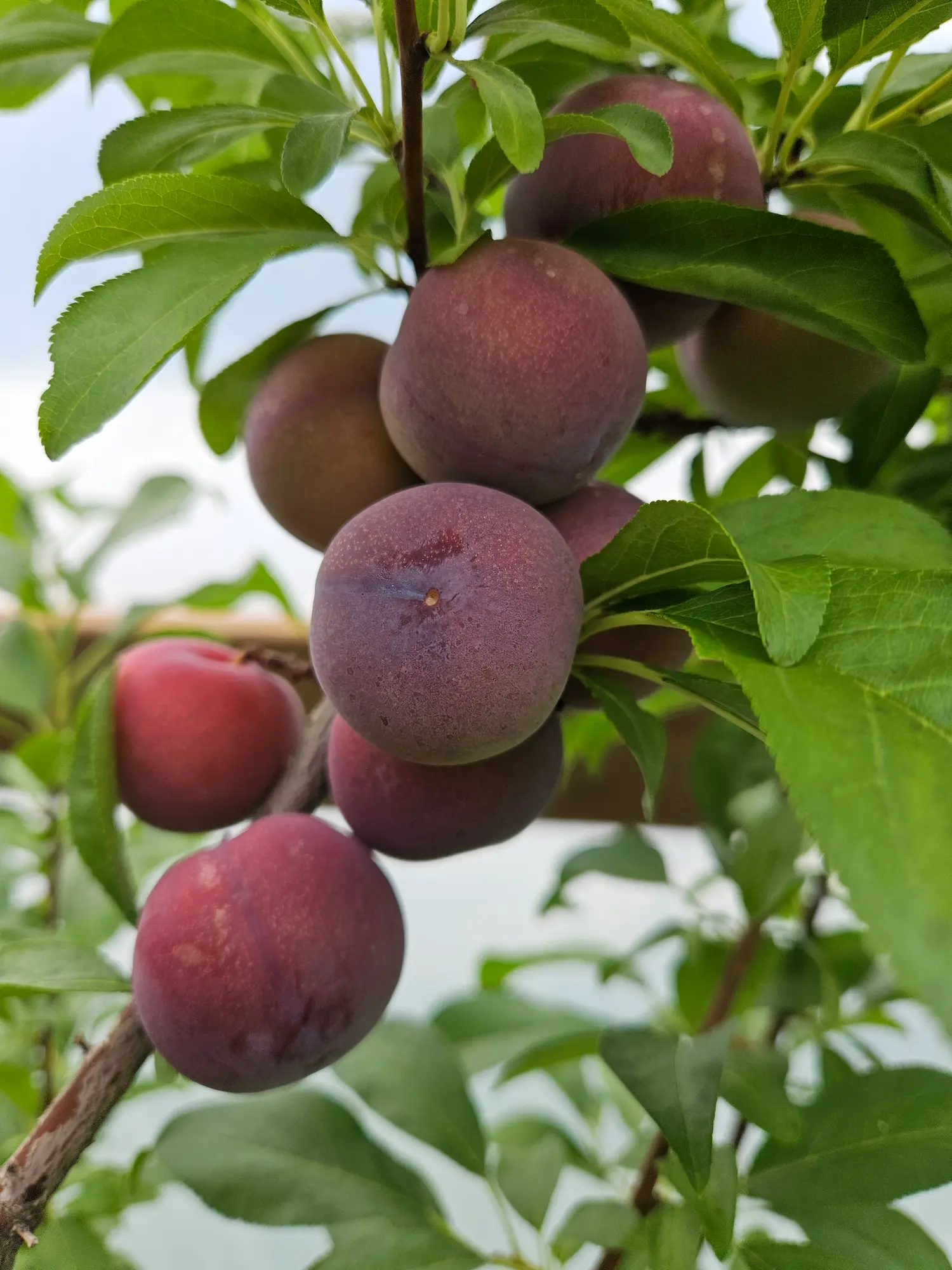 Tecumseh Plum - Image 2