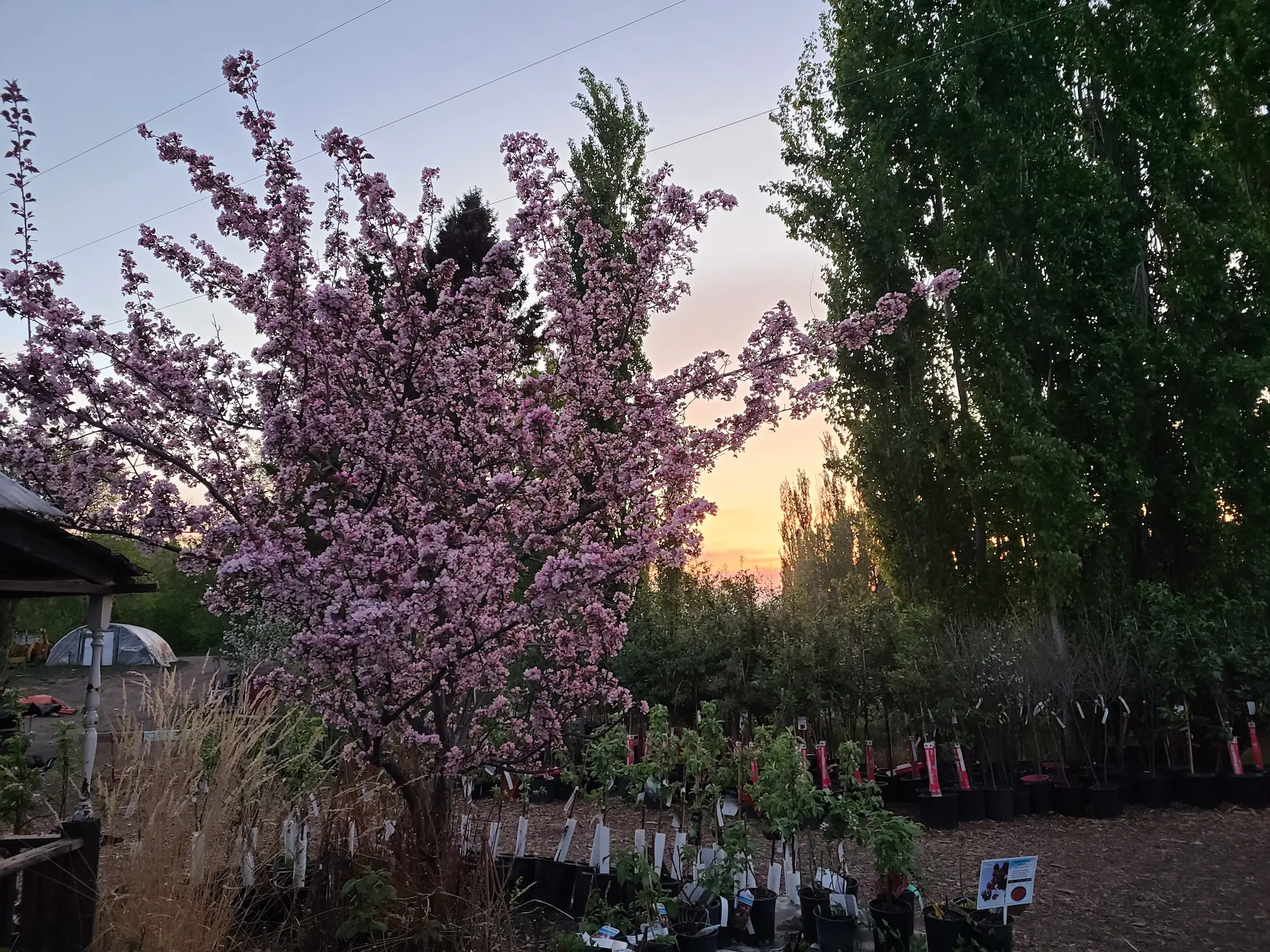 Thunderchild Flowering Crabapple - Image 3