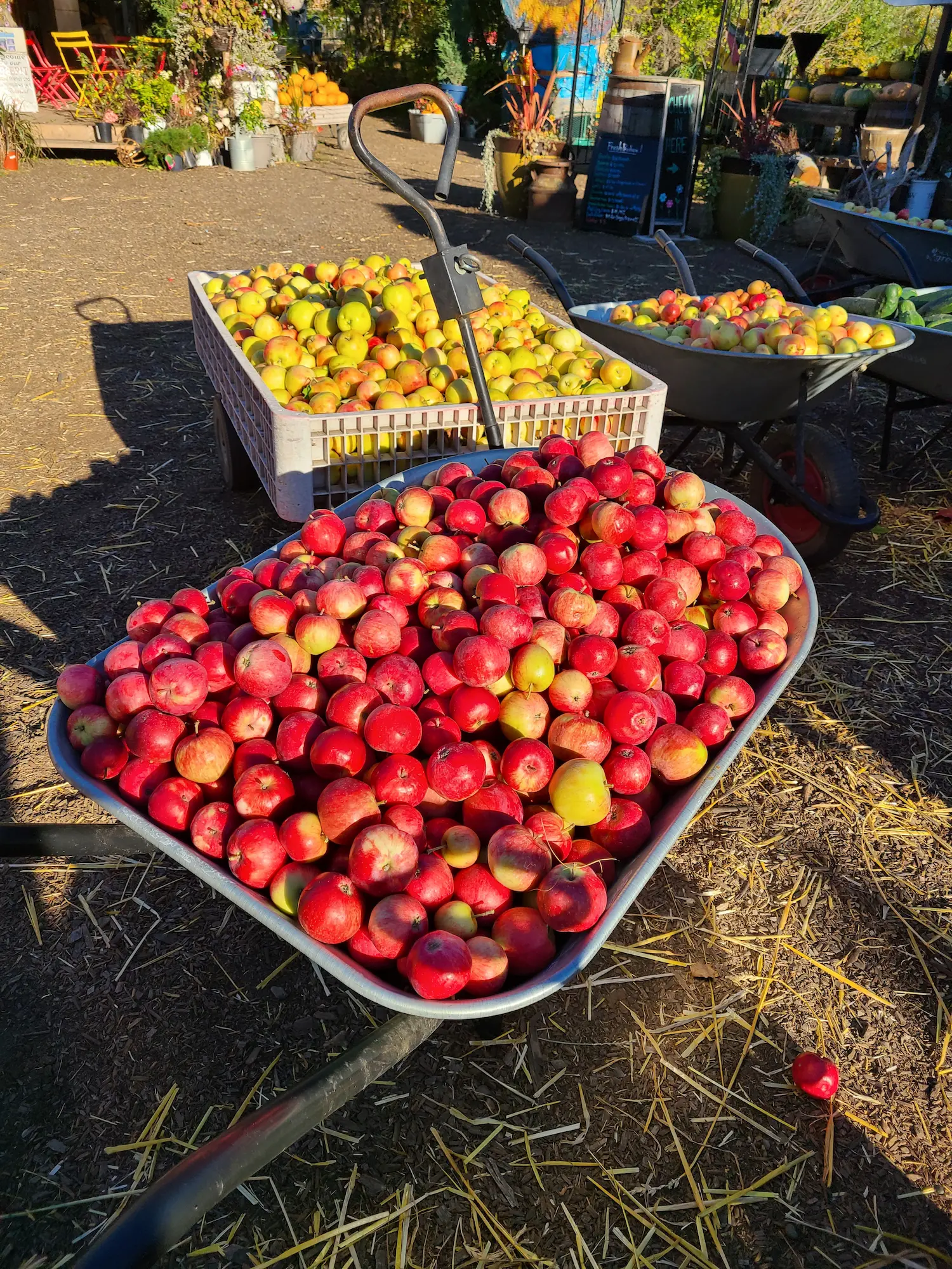 Featured image for “Whole Dang Applecart! Orchard Package”