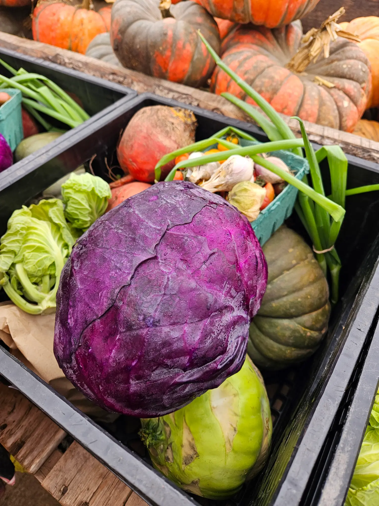 Featured image for “CSA Winter 2027”