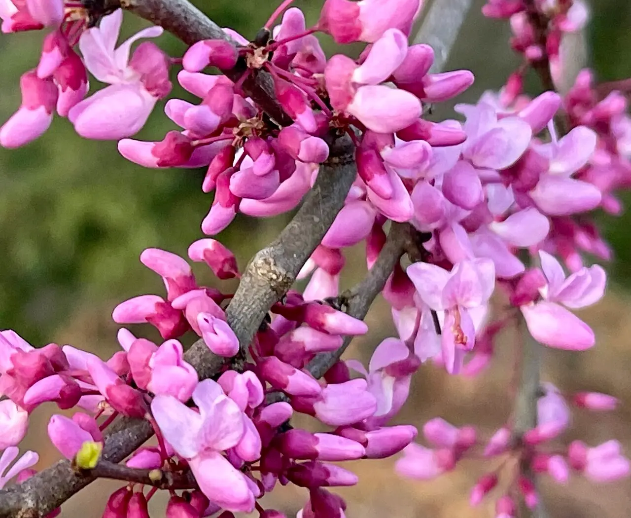 Northern Herald Eastern Redbud