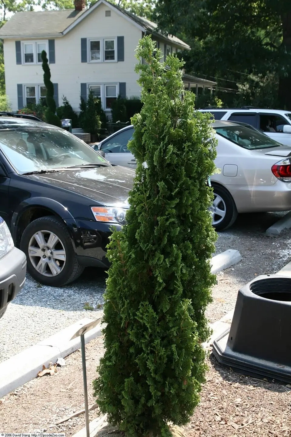 Featured image for “Degroots Spire Cedar”