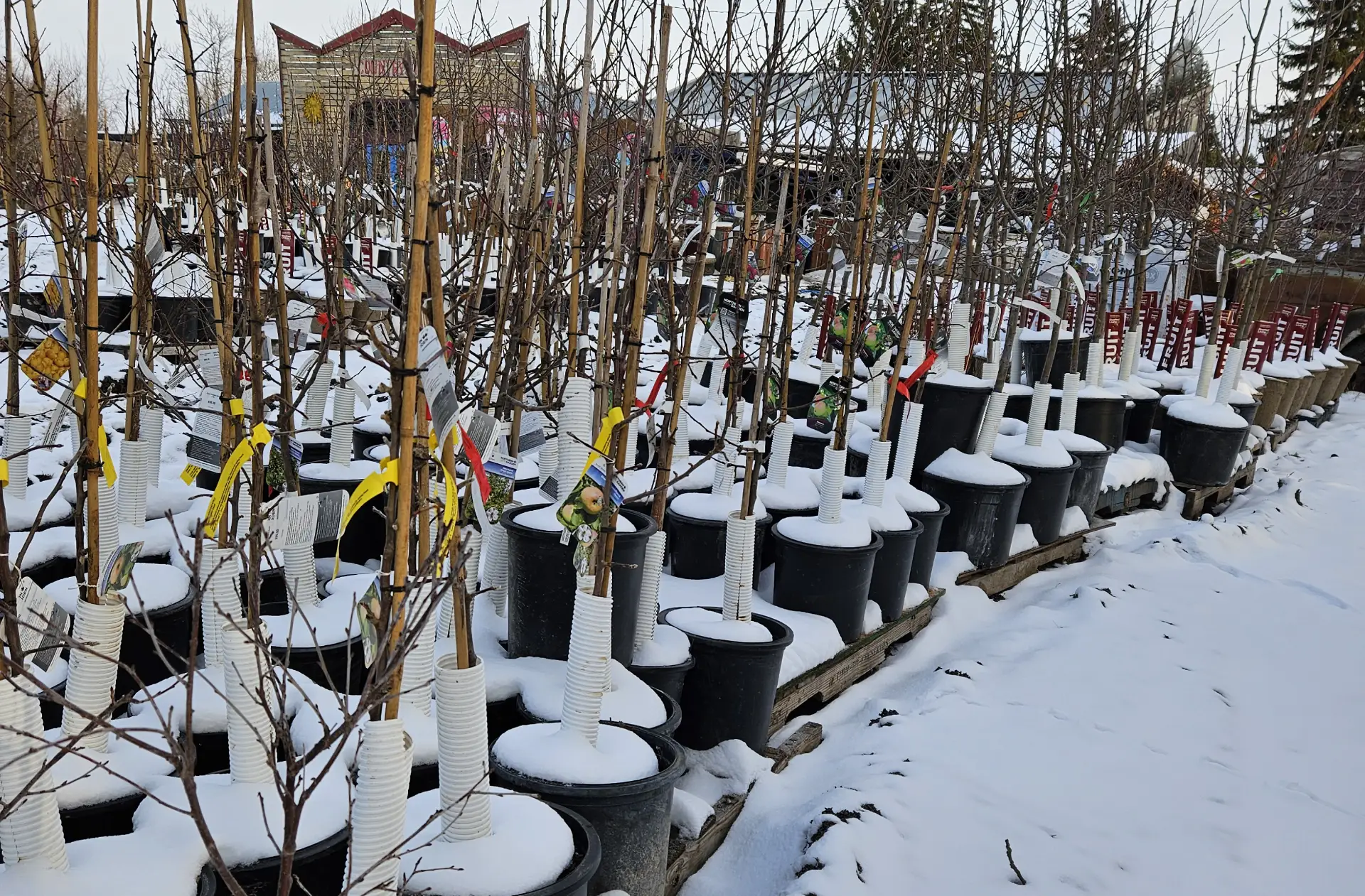 Featured image for “Prairie Fruit Spring Frost Recommendations & Protection Guide”