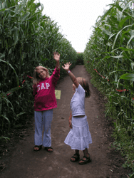 Kids Play Corn Maze