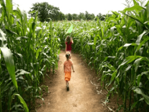Corn fest maze