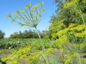 U-dig potato dill